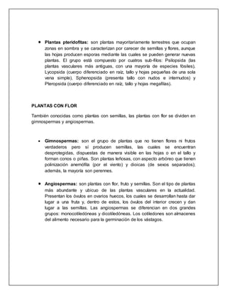  Plantas pteridofitas: son plantas mayoritariamente terrestres que ocupan
zonas en sombra y se caracterizan por carecer de semillas y flores, aunque
las hojas producen esporas mediante las cuales se pueden generar nuevas
plantas. El grupo está compuesto por cuatros sub-filos: Psilopsida (las
plantas vasculares más antiguas, con una mayoría de especies fósiles),
Lycopsida (cuerpo diferenciado en raíz, tallo y hojas pequeñas de una sola
vena simple), Sphenopsida (presenta tallo con nudos e internudos) y
Pteropsida (cuerpo diferenciado en raíz, tallo y hojas megafilas).
PLANTAS CON FLOR
También conocidas como plantas con semillas, las plantas con flor se dividen en
gimnospermas y angiospermas.
 Gimnospermas: son el grupo de plantas que no tienen flores ni frutos
verdaderos pero sí producen semillas, las cuales se encuentran
desprotegidas, dispuestas de manera visible en las hojas o en el tallo y
forman conos o piñas. Son plantas leñosas, con aspecto arbóreo que tienen
polinización anemófila (por el viento) y dioicas (de sexos separados);
además, la mayoría son perennes.
 Angiospermas: son plantas con flor, fruto y semillas. Son el tipo de plantas
más abundante y ubicuo de las plantas vasculares en la actualidad.
Presentan los óvulos en ovarios huecos, los cuales se desarrollan hasta dar
lugar a una fruta y, dentro de estos, los óvulos del interior crecen y dan
lugar a las semillas. Las angiospermas se diferencian en dos grandes
grupos: monocotiledóneas y dicotiledóneas. Los cotiledones son almacenes
del alimento necesario para la germinación de los vástagos.
 