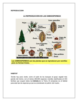 REPRODUCCION
HABITAT
Donde hay poco viento, como el suelo de los bosques el grupo vegetal más
grande del mismo, con al menos 260,000 especies vivientes clasificadas en 453
familias que ocupan todos los hábitats de la Tierra, El amazonas es el hábitat
para este tipo de especias ya que es considerado el pulmón del mundo.
 