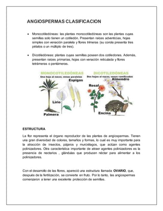 ANGIOSPERMAS CLASIFICACION
 Monocotiledóneas: las plantas monocotiledóneas son las plantas cuyas
semillas solo tienen un cotiledón. Presentan raíces adventicias, hojas
simples con venación paralela y flores trímeras (su corola presenta tres
pétalos o un múltiplo de tres).
 Dicotiledóneas: plantas cuyas semillas poseen dos cotiledones. Además,
presentan raíces primarias, hojas con venación reticulada y flores
tetrámeras o pentámeras.
ESTRUCTURA
La flor representa el órgano reproductor de las plantas de angiospermas. Tienen
una gran diversidad de colores, tamaños y formas, lo cual es muy importante para
la atracción de insectos, pájaros y murciélagos, que actúan como agentes
polinizadores. Otra característica importante de atraer agentes polinizadores es la
presencia de nectarios , glándulas que producen néctar para alimentar a los
polinizadores.
Con el desarrollo de las flores, apareció una estructura llamada OVARIO, que,
después de la fertilización, se convierte en fruto. Por lo tanto, las angiospermas
comenzaron a tener una excelente protección de semillas.
 
