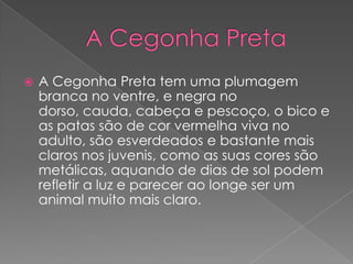    A Cegonha Preta tem uma plumagem
    branca no ventre, e negra no
    dorso, cauda, cabeça e pescoço, o bico e
    as patas são de cor vermelha viva no
    adulto, são esverdeados e bastante mais
    claros nos juvenis, como as suas cores são
    metálicas, aquando de dias de sol podem
    refletir a luz e parecer ao longe ser um
    animal muito mais claro.
 