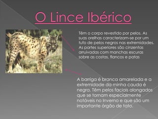 Têm o corpo revestido por pelos. As
suas orelhas caracterizam-se por um
tufo de pelos negros nas extremidades.
As partes superiores são cinzentas
arruivadas com manchas escuras
sobre as costas, flancos e patas




A barriga é branca amarelada e a
extremidade da minha cauda é
negra. Têm pelos faciais alongados
que se tornam especialmente
notáveis no Inverno e que são um
importante órgão de tato.
 