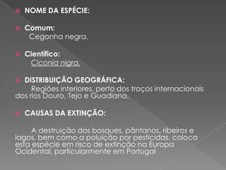    NOME DA ESPÉCIE:

   Comum:
     Cegonha negra.

   Científico:
     Ciconia nigra.

 DISTRIBUIÇÃO GEOGRÁFICA:
     Regiões interiores, perto dos troços internacionais
dos rios Douro, Tejo e Guadiana.

   CAUSAS DA EXTINÇÃO:

     A destruição dos bosques, pântanos, ribeiros e
lagos, bem como a poluição por pesticidas, coloca
esta espécie em risco de extinção na Europa
Ocidental, particularmente em Portugal
 