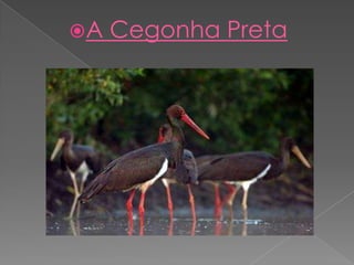A   Cegonha Preta
 