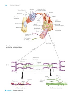 90 Ciencias de la salud
Parte de un músculo unido a
un hueso por medio de un tendón
Banda 1
Banda A
Sarcómera Banda 1
Tropomiosina Actina
Troponina
Miofilamento de actina
Bastón
Cabezas
Molécula de
miosina
Miofilamento de miosina
Miofilamento
de actina
Miofilamento
de miosina
Línea M
Zona H
Sarcómera
Fascículos
Miofilamento
de miosina
Hueso
Epimisio (fascia)
Perimisio
Músculo
esquelético
Tendón
Endomisio (entre
fibras musculares)
Fibras
musculares
Túbulo
transverso (T)
Miofibrillas
Estrías
Miofilamento
de actina
Núcleos
Capilar
Retículo
sarcoplásmico
Sarcolema
(membrana celular)
Mitocondria
Miofilamento
de miosina
Disco Z
Sarcómera
D
i
s
c
o
Z
Figura 12.2 Partes de un músculo.
 