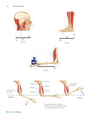 92 Ciencias de la salud
1a. Clase
P
A
R
P R
A
2a. Clase
P
R
A
R
A
3a. Clase
P
R
A
P
A
Para que el antebrazo se flexione,
el bíceps se contrae y se relaja el tríceps.
En la extensión sucede lo contrario.
Extensión
Tendón
Tríceps
Tendón
Flexión
Figura 12.3 Palancas.
Tendón
Bíceps
Tendón
Contracción
del bíceps
Contracción
del tríceps
 