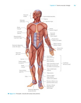 93
Capítulo 12 Sistema muscular, miología
Flexores de la
muñeca y los dedos
Figura 12.4 Principales músculos del cuerpo (vista anterior).
Músculos
faciales
Deltoideo
(deltoides)
Bíceps
braquial
Esternocleidomastoideo
Trapecio
Pectoral mayor
Serrato
anterior (mayor)
Línea alba
(blanca)
Braquiorradical
(supinador largo)
Retináculo (ligamento
anular del carpo)
Aductores
del muslo
Recto del
abdomen
(recto mayor)
Oblicuo externo
(oblicuo mayor)
Tensor de la
fascia lata
Tendón patelar
(rotulanio)
Patela
(rótula)
Gastrocnemio
(gemelo)
Sóleo
Retináculo (ligamento
anular del tarso)
Sartorio
Cuadríceps
femoral (crural)
Vasto lateral
(vasto externo)
Recto femoral
(recto anterior)
Vasto intermedio (crural)
(atrás del recto femoral,
no visible en la ilustración)
Vasto medial (vasto
interno)
Tibial anterior
Extensor digital
largo (extensor
común de los dedos)
Peroneo o fibular corto
(peroneo lateral corto)
Peroneo o fibular
largo (peroneo
lateral largo)
 