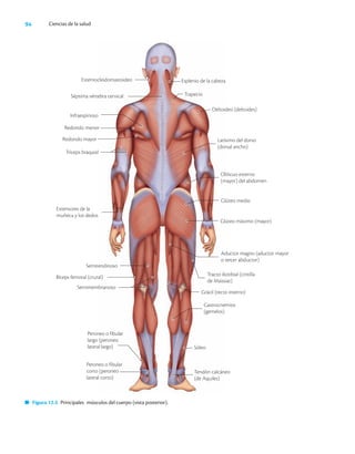 94 Ciencias de la salud
Extensores de la
muñeca y los dedos
Figura 12.5 Principales músculos del cuerpo (vista posterior).
Semitendinoso
Bíceps femoral (crural)
Semimembranoso
Peroneo o fibular
largo (peroneo
lateral largo)
Peroneo o fibular
corto (peroneo
lateral corto)
Tracto iliotibial (cintilla
de Maissiat)
Grácil (recto interno)
Gastrocnemios
(gemelos)
Sóleo
Tendón calcáneo
(de Aquiles)
Esternocleidomastoideo
Séptima vértebra cervical
Infraespinoso
Redondo menor
Redondo mayor
Tríceps braquial
Esplenio de la cabeza
Trapecio
Deltoideo (deltoides)
Latísimo del dorso
(dorsal ancho)
Oblicuo externo
(mayor) del abdomen
Glúteo medio
Glúteo máximo (mayor)
Aductor magno (aductor mayor
o tercer abductor)
 