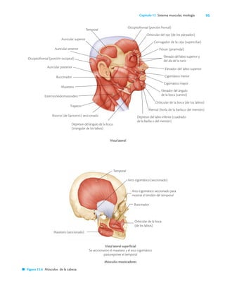 95
Capítulo 12 Sistema muscular, miología
Músculos masticadores
Vista lateral superficial
Se seccionaron el masetero y el arco cigomático
para exponer el temporal
Arco cigomático (seccionado)
Arco cigomático seccionado para
mostrar el tendón del temporal
Buccinador
Orbicular de la boca
(de los labios)
Masetero (seccionado)
Vista lateral
Depresor del ángulo de la boca
(triangular de los labios)
Temporal
Auricular superior
Auricular anterior
Occipitofrontal (porción occipital)
Auricular posterior
Buccinador
Masetero
Esternocleidomastoideo
Trapecio
Risorio (de Santorini) seccionado
Figura 12.6 Músculos de la cabeza.
Occipitofrontal (porción frontal)
Orbicular del ojo (de los párpados)
Prócer (piramidal)
Elevado del labio superior y
del ala de la nariz
Elevador del labio superior
Cigomático menor
Cigomático mayor
Elevador del ángulo
de la boca (canino)
Orbicular de la boca (de los labios)
Mental (borla de la barba o del mentón)
Depresor del labio inferior (cuadrado
de la barba o del mentón)
Corrugador de la ceja (superciliar)
Temporal
 