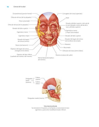 96 Ciencias de la salud
Vista lateral profunda
Se removieron el masetero y el temporal y se seccionaron el arco
cigomático y parte de la mandíbula (maxilar inferior)
Pterigoideo medial (interno)
Cigomáticos menor
y mayor (seccionados)
Occipitofrontal (porción frontal)
Orbicular del ojo (de los párpados)
Orbicular del ojo (de los párpados)
Elevador del ángulo
de la boca (canino)
Depresor del labio inferior
(cuadrado de la barba o del mentón)
Depresor del ángulo de la boca
(triangular de los labios)
Platisma (cutáneo del cuello)
Mental (borla de la barba o
del mentón)
Orbicular de la boca (de los labios)
Elevador del ángulo de la boca
(de los labios) seccionados
Elevador del labio superior
Elevador del labio superior y de la ala de
la nariz (elevador común del ala de la
nariz y del labio superior)
Corrugador de la ceja (superciliar)
Nasal
Elevador del labio superior
Cigomático menor
Cigomático mayor
Masetero
Buccinador
Risorio (de Santorini)
Prócer (piramidal)
Pterigoideo
lateral
(externo)
Cabeza
superior
Cabeza
inferior
 