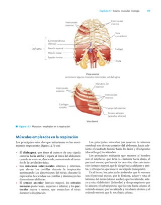 97
Capítulo 12 Sistema muscular, miología
Vista anterior
seccionaron algunos músculos intercostales y el diafragma.
1
2
3
4
5
6
7
8
9
10
Vista lateral
1
2
3
4
Músculos empleados en la respiración
Los principales músculos que intervienen en los movi-
mientos respiratorios (ﬁgura 12.7) son:
• El diafragma, que tiene el aspecto de una cúpula
convexa hacia arriba y separa al tórax del abdomen;
cuando se contrae, desciende, aumentando el tama-
ño de la cavidad torácica.
• Los músculos intercostales internos y externos,
que elevan las costillas durante la inspiración
aumentando las dimensiones del tórax; durante la
espiración descienden las costillas y disminuyen las
dimensiones del tórax.
• El serrato anterior (serrato mayor), los serratos
menores posteriores, superior e inferior, y los pec-
torales mayor y menor, que ensanchan el tórax
durante la inspiración.
Los principales músculos que mueven la columna
vertebral son el recto anterior del abdomen, hacia ade-
lante; el cuadrado lumbar hacia los lados y el longísimo
(dorsal largo) la extienden.
Los principales músculos que mueven al hombro
son el subclavio, que lleva la clavícula hacia abajo, el
pectoral menor, que lo rota hacia arriba; el serrato ante-
rior (serrato mayor), que lo dirige hacia adelante y arri-
ba, y el trapecio, que mueve la escápula (omoplato).
En el brazo, los principales músculos que lo mueven
son el pectoral mayor, que lo ﬂexiona, aduce y rota; el
latísimo del dorso (dorsal ancho), que lo extiende, adu-
ce y rota; el deltoideo (deltoides) y el supraespinoso que
lo aducen; el infraespinoso que lo rota hacia afuera; el
redondo mayor, que lo extiende y rota hacia dentro, y el
redondo menor, que lo rota hacia afuera.
Figura 12.7 Músculos empleados en la respiración.
Intercostales
externos
Centro tendinoso
(frénico)
Porción esternal
Porción costal
Porción lumbar
Diafragma
Intercostales
internos
Vena
cava inferior
Esófago
Aorta
Intercostales
externos
Cartílagos
costales
Manubrio del
esternón
Intercostales
internos
Cuerpo del esternón
Proceso xifoideo
(apéndice xifoides)
 
