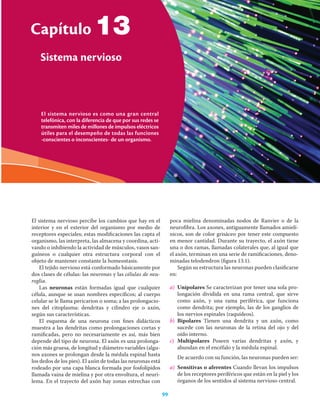99
Capítulo 13 Sistema nervioso
Capítulo
99
13
El sistema nervioso percibe los cambios que hay en el
interior y en el exterior del organismo por medio de
receptores especiales; estas modiﬁcaciones las capta el
organismo, las interpreta, las almacena y coordina, acti-
vando o inhibiendo la actividad de músculos, vasos san-
guíneos o cualquier otra estructura corporal con el
objeto de mantener constante la homeostasis.
El tejido nervioso está conformado básicamente por
dos clases de células: las neuronas y las células de neu-
roglia.
Las neuronas están formadas igual que cualquier
célula, aunque se usan nombres especíﬁcos; al cuerpo
celular se le llama pericarion o soma; a las prolongacio-
nes del citoplasma: dendritas y cilindro eje o axón,
según sus características.
El esquema de una neurona con ﬁnes didácticos
muestra a las dendritas como prolongaciones cortas y
ramiﬁcadas, pero no necesariamente es así, más bien
depende del tipo de neurona. El axón es una prolonga-
ción más gruesa, de longitud y diámetro variables (algu-
nos axones se prolongan desde la médula espinal hasta
los dedos de los pies). El axón de todas las neuronas está
rodeado por una capa blanca formada por fosfolípidos
llamada vaina de mielina y por otra envoltura, el neuri-
lema. En el trayecto del axón hay zonas estrechas con
poca mielina denominadas nodos de Ranvier o de la
neuroﬁbra. Los axones, antiguamente llamados amielí-
nicos, son de color grisáceo por tener este compuesto
en menor cantidad. Durante su trayecto, el axón tiene
una o dos ramas, llamadas colaterales que, al igual que
el axón, terminan en una serie de ramiﬁcaciones, deno-
minadas telodendron (ﬁgura 13.1).
Según su estructura las neuronas pueden clasiﬁcarse
en:
a) Unipolares Se caracterizan por tener una sola pro-
longación dividida en una rama central, que sirve
como axón, y una rama periférica, que funciona
como dendrita; por ejemplo, las de los ganglios de
los nervios espinales (raquídeos).
b) Bipolares Tienen una dendrita y un axón, como
sucede con las neuronas de la retina del ojo y del
oído interno.
c) Multipolares Poseen varías dendritas y axón, y
abundan en el encéfalo y la médula espinal.
De acuerdo con su función, las neuronas pueden ser:
a) Sensitivas o aferentes Cuando llevan los impulsos
de los receptores periféricos que están en la piel y los
órganos de los sentidos al sistema nervioso central.
El sistema nervioso es como una gran central
telefónica, con la diferencia de que por sus redes se
transmiten miles de millones de impulsos eléctricos
útiles para el desempeño de todas las funciones
-conscientes o inconscientes- de un organismo.
Sistema nervioso
 