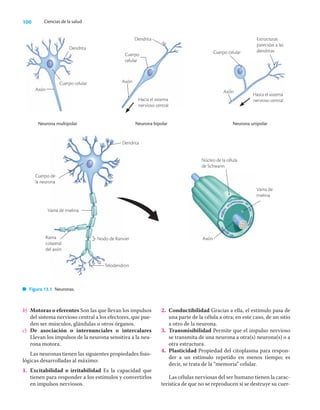 100 Ciencias de la salud
b) Motoras o eferentes Son las que llevan los impulsos
del sistema nervioso central a los efectores, que pue-
den ser músculos, glándulas u otros órganos.
c) De asociación o internunciales o intercalares
Llevan los impulsos de la neurona sensitiva a la neu-
rona motora.
Las neuronas tienen las siguientes propiedades ﬁsio-
lógicas desarrolladas al máximo:
1. Excitabilidad o irritabilidad Es la capacidad que
tienen para responder a los estímulos y convertirlos
en impulsos nerviosos.
2. Conductibilidad Gracias a ella, el estímulo pasa de
una parte de la célula a otra; en este caso, de un sitio
a otro de la neurona.
3. Transmisibilidad Permite que el impulso nervioso
se transmita de una neurona a otra(s) neurona(s) o a
otra estructura.
4. Plasticidad Propiedad del citoplasma para respon-
der a un estímulo repetido en menos tiempo; es
decir, se trata de la “memoria” celular.
Las células nerviosas del ser humano tienen la carac-
terística de que no se reproducen si se destruye su cuer-
Neurona multipolar Neurona bipolar Neurona unipolar
Dendrita
Cuerpo celular
Axón
Hacia el sistema
nervioso central
Cuerpo celular
Estructuras
parecidas a las
dendritas
Axón
Hasta el sistema
nervioso central
Axón
Núcleo de la célula
de Schwann
Vaina de
mielina
Cuerpo de
la neurona
Vaina de mielina
Rama
colateral
del axón
Nodo de Ranvier
Telodendron
Figura 13.1 Neuronas.
Dendrita
Cuerpo
celular
Axón
Dendrita
 