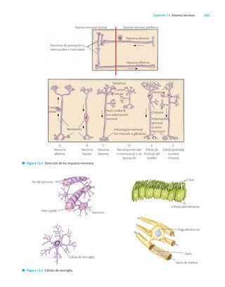 101
Capítulo 13 Sistema nervioso
Figura 13.3 Células de neuroglia.
Figura 13.2 Dirección de los impulsos nerviosos.
Pie del astrocito
Vaso capilar
Astrocito
Célula de microglia
Oligodendrocito
Axón
Vaina de mielina
Células ependimarias
Cilios
Cuerpo
celular
Receptores
Dendritas
Axón colateral
con arborización
terminal
Arborización terminal
(en músculo o glándula)
Cuerpo
celular
Arborización
terminal
(a otras
neuronas)
Dendritas
Colateral
A
Neurona
aferente
B
Neurona
bipolar
C
Neurona
eferente
D
Neurona intercalar
o internuncial o de
asociación
E
Célula de
Purkinje del
cerebro
F
Célula piramidal
(corteza
motora)
Neurona aferente
Neurona eferente
Neuronas de asociación o
internuciales o intercalares
Sistema nervioso central Sistema nervioso periférico
 