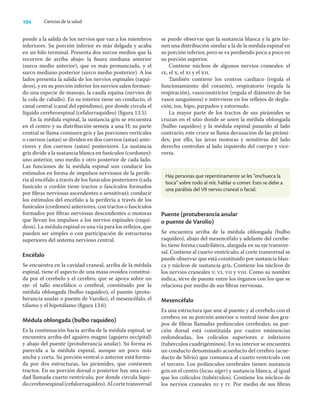 104 Ciencias de la salud
ponde a la salida de los nervios que van a los miembros
inferiores. Su porción inferior es más delgada y acaba
en un hilo terminal. Presenta dos surcos medios que la
recorren de arriba abajo: la ﬁsura mediana anterior
(surco medio anterior), que es más pronunciada, y el
surco mediano posterior (surco medio posterior). A los
lados presenta la salida de los nervios espinales (raquí-
deos), y en su porción inferior los nervios salen forman-
do una especie de manojo, la cauda equina (nervios de
la cola de caballo). En su interior tiene un conducto, el
canal central (canal del epéndimo), por donde circula el
líquido cerebroespinal (cefalorraquídeo) (ﬁgura 13.5).
En la médula espinal, la sustancia gris se encuentra
en el centro y su distribución semeja a una H; su parte
central se llama comisura gris y las porciones verticales
o cuernos (astas) se dividen en dos cuernos (astas) ante-
riores y dos cuernos (astas) posteriores. La sustancia
gris divide a la sustancia blanca en funículos (cordones):
uno anterior, uno medio y otro posterior de cada lado.
Las funciones de la médula espinal son conducir los
estímulos en forma de impulsos nerviosos de la perife-
ria al encéfalo a través de los funículos posteriores (cada
funículo o cordón tiene tractos o fascículos formados
por ﬁbras nerviosas ascendentes o sensitivas); conducir
los estímulos del encéfalo a la periferia a través de los
funículos (cordones) anteriores, con tractos o fascículos
formados por ﬁbras nerviosas descendentes o motoras
que llevan los impulsos a los nervios espinales (raquí-
deos). La médula espinal es una vía para los reﬂejos, que
pueden ser simples o con participación de estructuras
superiores del sistema nervioso central.
Encéfalo
Se encuentra en la cavidad craneal, arriba de la médula
espinal, tiene el aspecto de una masa ovoidea constitui-
da por el cerebelo y el cerebro, que se apoya sobre un
eje: el tallo encefálico o cerebral, constituido por la
médula oblongada (bulbo raquídeo), el puente (protu-
berancia anular o puente de Varolio), el mesencéfalo, el
tálamo y el hipotálamo (ﬁgura 13.6).
Médula oblongada (bulbo raquídeo)
Es la continuación hacia arriba de la médula espinal; se
encuentra arriba del agujero magno (agujero occipital)
y abajo del puente (protuberancia anular). Su forma es
parecida a la médula espinal, aunque un poco más
ancha y corta. Su porción ventral o anterior está forma-
da por dos estructuras, las pirámides, que contienen
tractos. En su porción dorsal o posterior hay una cavi-
dad llamada cuarto ventrículo, por donde circula líqui-
docerebroespinal(cefalorraquídeo).Alcortetransversal
se puede observar que la sustancia blanca y la gris tie-
nen una distribución similar a la de la médula espinal en
su porción inferior, pero se va perdiendo poco a poco en
su porción superior.
Contiene núcleos de algunos nervios craneales: el
ix, el x, el xi y el xii.
También contiene los centros cardiaco (regula el
funcionamiento del corazón), respiratorio (regula la
respiración), vasoconstrictor (regula el diámetro de los
vasos sanguíneos) e interviene en los reﬂejos de deglu-
ción, tos, hipo, parpadeo y estornudo.
La mayor parte de los tractos de sus pirámides se
cruzan en el sitio donde se unen la médula oblongada
(bulbo raquídeo) y la médula espinal pasando al lado
contrario; este cruce se llama decusación de las pirámi-
des; por ello, las áreas motoras y sensitivas del lado
derecho controlan al lado izquierdo del cuerpo y vice-
versa.
Hay personas que repentinamente se les “enchueca la
boca” sobre todo al reír, hablar o comer. Esto se debe a
una parálisis del VII nervio craneal o facial.
Puente (protuberancia anular
o puente de Varolio)
Se encuentra arriba de la médula oblongada (bulbo
raquídeo), abajo del mesencéfalo y adelante del cerebe-
lo; tiene forma cuadrilátera, alargada en su eje transver-
sal. Contiene al cuarto ventrículo; al corte transversal se
puede observar que está constituido por sustancia blan-
ca y núcleos de sustancia gris. Contiene los núcleos de
los nervios craneales v, vi, vii y viii. Como su nombre
indica, sirve de puente entre los órganos con los que se
relaciona por medio de sus ﬁbras nerviosas.
Mesencéfalo
Es una estructura que une al puente y al cerebelo con el
cerebro; en su porción anterior o ventral tiene dos gru-
pos de ﬁbras llamadas pedúnculos cerebrales; su por-
ción dorsal está constituida por cuatro eminencias
redondeadas, los colículos superiores e inferiores
(tubérculos cuadrigéminos). En su interior se encuentra
un conducto denominado acueducto del cerebro (acue-
ducto de Silvio) que comunica al cuarto ventrículo con
el tercero. Los pedúnculos cerebrales tienen sustancia
gris en el centro (locus niger) y sustancia blanca, al igual
que los colículos (tubérculos). Contiene los núcleos de
los nervios craneales iii y iv. Por medio de sus ﬁbras
 