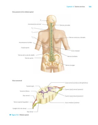 105
Capítulo 13 Sistema nervioso
Vista posterior de la médula espinal
C1
Intumescencia cervical
C8
T1
T12
Intumescencia lumbar
Cauda equina
Nervios de la cola de caballo
Nervios sacros
Nervios lumbares
Nervios cervicales
Nervios torácicos o dorsales
Cono medular
Nervio coccígeo
1
2
3
4
5
6
7
8
1
2
3
4
5
6
7
8
9
10
11
12
L1
L2
Vista transversal
Sustancia gris
Sustancia blanca
Raíz ventral
Nervio espinal (raquídeo)
Canal central (conducto del epéndimo)
Cuerno (asta) ventral (anterior)
Cuerno (asta) dorsal (posterior)
Surco mediano posterior
Figura 13.5 Médula espinal.
Raíz dorsal
Ganglio de la raíz dorsal
 