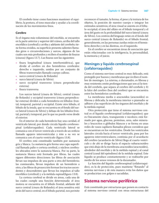 107
Capítulo 13 Sistema nervioso
El cerebelo tiene como funciones mantener el equi-
librio, la postura, el tono muscular y ayudar a la coordi-
nación de los movimientos ﬁnos.
Cerebro
Es el órgano más voluminoso del encéfalo, se encuentra
en la parte anterior y superior del cráneo, arriba del tallo
encefálico (cerebral) y arriba y adelante del cerebelo; tie-
ne forma ovoidea, su superﬁcie presenta salientes llama-
das giros o circunvoluciones y surcos, algunos de los
cuales son más profundos y reciben el nombre de ﬁsuras
(cisuras) (ﬁgura 13.7). Las ﬁsuras son las siguientes:
• ﬁsura longitudinal (cisura interhemisférica), que
divide al cerebro en dos hemisferios cerebrales:
derecho e izquierdo, unidos por un conjunto de
ﬁbras transversales llamado cuerpo calloso.
• surco central (cisura de Rolando)
• surco lateral (cisura de Silvio)
• surco occipital transverso (cisura perpendicular
externa)
• ﬁsura transversa
Los surcos lateral (cisura de Silvio), central (cisura
de Rolando) y occipital transverso (cisura perpendicu-
lar externa) dividen a cada hemisferio en lóbulos: fron-
tal, temporal, parietal y occipital. Existe otro lóbulo, el
lóbulo de la ínsula, que se encuentra en el fondo del sur-
co lateral (cisura de Silvio) y debajo de los lóbulos fron-
tal, parietal y temporal, por lo que no puede verse desde
el exterior.
En el interior de cada hemisferio hay una cavidad, el
ventrículo lateral, por donde circula líquido cerebroes-
pinal (cefalorraquídeo). Cada ventrículo lateral se
comunica con el tercer ventrículo a través de un oriﬁcio
llamado agujero interventricular y éste a su vez se
comunica con el cuarto ventrículo (ﬁgura 13.8).
El cerebro está constituido también por sustancia
gris y blanca. La sustancia gris forma una capa superﬁ-
cial llamada palio o corteza cerebral, y núcleos cerebra-
les ubicados entre la sustancia blanca. Por su parte, la
sustancia blanca está formada por ﬁbras, las cuales
siguen diferentes direcciones: las ﬁbras de asociación
llevan sus impulsos de una parte a otra del hemisferio;
las comisurales, llevan impulsos de un hemisferio a
otro, y las ﬁbras de proyección forman los tractos ascen-
dentes y descendentes que llevan los impulsos al tallo
encefálico (cerebral) y a la médula espinal(ﬁgura 13.8).
La corteza cerebral se divide en áreas, cada una de
las cuales cumple una función determinada: el área
motora se encuentra en el lóbulo frontal, adelante del
surco central (cisura de Rolando); el área sensitiva está
atrás del surco central, en el lóbulo parietal, nos permite
reconocer el tamaño, la forma, el peso y la textura de los
objetos, la posición de nuestro cuerpo e integrar los
estímulos sensitivos; el área visual se asienta en el lóbu-
lo occipital; el área del olfato en el lóbulo temporal y el
área del gusto en la profundidad del surco lateral (cisura
de Silvio). Los centros del lenguaje están en el fondo del
surco central (cisura de Rolando) en el lóbulo frontal;
generalmente, en las personas zurdas están en el hemis-
ferio derecho y en las diestras, en el izquierdo.
En el cerebro se encuentran áreas de asociación que
están relacionadas con la inteligencia, la personalidad,
la memoria y el juicio.
Meninges y líquido cerebroespinal
(cefalorraquídeo)
Como el sistema nervioso central es muy delicado, está
protegido por huesos y membranas que reciben el nom-
bre de meninges. La externa, o duramadre, es ﬁbrosa y
muy resistente; emite prolongaciones que son a) la tien-
da del cerebelo, que separa al cerebro del cerebelo y b)
la falce del cerebro (hoz del cerebro) que se encuentra
entre los hemisferios cerebrales.
La membrana media o aracnoidea (aracnoides) es
ﬁbrosa y delicada; la membrana interior o piamadre se
adhiere a las superﬁcies de los órganos del encéfalo y de
la médula espinal.
Otra protección que tiene el sistema nervioso cen-
tral es el líquido cerebroespinal (cefalorraquídeo); que
es físicamente claro, transparente e incoloro; está for-
mado por agua, glucosa, proteínas, urea, sales minera-
les y leucocitos o glóbulos blancos y se forma en unas
redes de vasos capilares llamados plexos coroideos que
se encuentran en los ventrículos. Desde los ventrículos
laterales circula hacia el tercer ventrículo, pasa por los
agujeros interventriculares; continúa por el acueducto
del cerebro (acueducto de Silvio) llega al cuarto ventrí-
culo y de ahí se dirige hacia el espacio subaracnoideo
que está abajo de la membrana aracnoidea (aracnoides),
alrededor del encéfalo y de la médula espinal y al canal
central (canal del epéndimo) de la médula espinal. Este
líquido se produce constantemente y se reabsorbe por
medio de los senos venosos de la duramadre.
La función del líquido cerebroespinal (cefalorraquí-
deo), es la de protección, pues mantiene “ﬂotando” al
sistema nervioso y de esta manera evita los daños que
se producirían con golpes o sacudidas.
Sistema nervioso periférico
Está constituido por estructuras que ponen en contacto
al sistema nervioso central con otras estructuras del
 