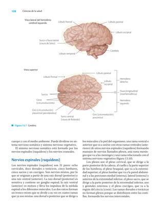 108 Ciencias de la salud
cuerpo y con el medio ambiente. Puede dividirse en sis-
tema nervioso somático y sistema nervioso vegetativo.
El sistema nervioso somático está formado por los
nervios espinales (raquídeos) y los nervios craneales.
Nervios espinales (raquídeos)
Los nervios espinales (raquídeos) son 31 pares: ocho
cervicales, doce dorsales o torácicos, cinco lumbares,
cinco sacros y un coccígeo. Son nervios mixtos, por lo
que se originan a partir de una raíz dorsal (posterior) y
una raíz ventral (anterior). La raíz dorsal (posterior) es
sensitiva y contiene un ganglio espinal; la raíz ventral
(anterior) es motora y lleva los impulsos de la médula
espinal a los diferentes músculos. Las dos raíces forman
un tronco mixto que se divide a su vez en cuatro ramas
que ya son mixtas: una dorsal o posterior que se dirige a
los músculos y la piel del organismo, una rama ventral o
anterior que va a unirse con otras ramas ventrales (ante-
riores) de otros nervios espinales (raquídeos) formando
manojos de nervios llamados plexos, una rama menín-
gea que va a las meninges y una rama relacionada con el
sistema nervioso vegetativo (ﬁgura 13.10).
Los plexos son el plexo cervical, que se dirige a la
parte posterior de la cabeza, al cuello y la parte superior
de los hombros; el plexo braquial, que va a la extremi-
dad superior; el plexo lumbar que va a la pared abdomi-
nal y a las porciones medial (interna), lateral (externa) y
anterior de la extremidad inferior; el plexo sacro, que se
dirige a la parte posterior de la extremidad inferior, ano
y genitales externos; y el plexo coccígeo, que va a la
región del cóccix (coxis). Las ramas dorsales o torácicas
no forman plexos porque se distribuyen entre las costi-
llas, formando los nervios intercostales.
Vista lateral del hemisferio
cerebral izquierdo Lóbulo frontal Lóbulo parietal
Cerebelo
Surco o fisura lateral
(cisura de Silvio)
Vista superior
Lóbulo frontal
Surcos
Giros
(circunvoluciones)
Giro (circunvolución)
precentral (perrolándica)
Lóbulo parietal
Lóbulo
occipital
Hemisferio
derecho
Fisura longitudinal
(interhemisférica)
Hemisferio
izquierdo
Giro (circonvolución)
poscentral
Surco central
(cisura de Rolando)
Figura 13.7 Cerebro.
Lóbulo temporal
Lóbulo occipital
 