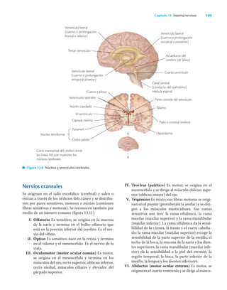 109
Capítulo 13 Sistema nervioso
Nervios craneales
Se originan en el tallo encefálico (cerebral) y salen o
entran a través de los oriﬁcios del cráneo y se distribu-
yen por pares sensitivos, motores o mixtos (contienen
ﬁbras sensitivas y motoras). Se reconocen también por
medio de un número romano (ﬁgura 13.11):
I. Olfatorio Es sensitivo; se origina en la mucosa
de la nariz y termina en el bulbo olfatorio que
está en la porción inferior del cerebro. Es el ner-
vio del olfato.
II. Óptico Es sensitivo; nace en la retina y termina
en el tálamo y el mesencéfalo. Es el nervio de la
vista.
III. Oculomotor (motor ocular común) Es motor,
se origina en el mesencéfalo y termina en los
músculos del ojo, recto superior, oblicuo inferior,
recto medial, músculos ciliares y elevador del
párpado superior.
IV. Troclear (patético) Es motor; se origina en el
mesencéfalo y se dirige al músculo oblicuo supe-
rior (oblicuo mayor) del ojo.
V. Trigémino Es mixto; sus ﬁbras motoras se origi-
nan en el puente (protuberancia anular) y se diri-
gen a los músculos masticadores. Sus ramas
sensitivas son tres: la rama oftálmica, la rama
maxilar (maxilar superior) y la rama mandibular
(maxilar inferior). La rama oftálmica da la sensi-
bilidad de la córnea, la frente y el cuero cabellu-
do; la rama maxilar (maxilar superior) recoge la
sensibilidad de la parte superior de la mejilla, el
techo de la boca, la mucosa de la nariz y los dien-
tes superiores; la rama mandibular (maxilar infe-
rior) da la sensibilidad a la piel del mentón, la
región temporal, la boca, la parte inferior de la
mejilla, la lengua y los dientes inferiores.
VI. Abductor (motor ocular externo) Es motor, se
origina en el cuarto ventrículo y se dirige al múscu-
Figura 13.8 Núcleos y ventrículos cerebrales.
A
B
Corte transversal del cerebro entre
las líneas AB que muestran los
núcleos cerebrales
Núcleo lentiforme
Ventrículo lateral
(cuerno o prolongación
frontal o inferior)
Tercer ventrículo
Ventrículo lateral
(cuerno o prolongación
temporal anterior)
Ventrículo lateral
(cuerno o prolongación
occipital o posterior)
Acueducto del
cerebro (de Silvio)
Cuarto ventrículo
Canal central
(conducto del epéndimo)
médula espinal
Núcleo caudado
III ventrículo
Cápsula interna
Putamen
Globo pálido
Hipotálamo
Tálamo
Plexo coroide del ventrículo
Pailo o corteza cerebral
Cuerno calloso
Ventrículos laterales
 