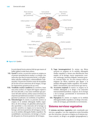 110 Ciencias de la salud
lo recto lateral (recto externo) del ojo que mueve al
bulbo (globo) ocular hacia afuera.
VII. Facial Es mixto, su porción motora se origina en
el puente (protuberancia anular) y se dirige a los
músculos que dan la expresión facial, y a las glán-
dulas salivales sublingual y submandibular (sub-
maxilar). Su porción sensitiva viene de las papilas
de los dos tercios anteriores de la lengua, recoge
las impresiones gustativas de esa zona.
VIII. Vestíbulo coclear (auditivo) Es sensitivo, tiene
una rama coclear, se origina del órgano espiral o
de Corti del oído, y una rama vestibular que pro-
viene del oído interno; ambas ramas terminan en
el puente (protuberancia anular). La rama coclear
permite la audición y la vestibular, el equilibrio.
IX. Glosofaríngeo Es mixto; su porción motora se
origina en la médula oblongada (bulbo raquí-
deo), de ahí se dirige a la glándula salival parotí-
dea (parótida) y a los músculos de la faringe; su
porción sensitiva se origina en la mucosa de la
faringe y del tercio posterior de la lengua y termi-
na en la médula oblongada (bulbo raquídeo). Da
sensibilidad y movimiento a la faringe y el senti-
do del gusto en el tercio posterior de la lengua.
X. Vago (neumogástrico) Es mixto; sus ﬁbras
motoras se originan en la médula oblongada
(bulbo raquídeo) y tienen una distribución muy
amplia: en la faringe, tracto respiratorio, cora-
zón, estómago, intestino delgado, intestino grue-
so, vesícula biliar, etc. En esos mismos sitios se
originan las ﬁbras sensitivas que llegan a la
médula oblongada (bulbo raquídeo). Da sensibi-
lidad y movimiento a las estructuras que inerva.
XI. Accesorio (espinal) Es motor; se origina en la
médula oblongada y se dirige a los músculos
esternocleidomastoideos, trapecio, de la faringe
y de la laringe, permitiendo el movimiento de
estos músculos.
XII. Hipogloso Es motor; se origina en la médula
oblongada (bulbo raquídeo) y se dirige a los mús-
culos de la lengua, permitiendo su movimiento.
Sistema nervioso vegetativo
El sistema nervioso vegetativo está constituido por
nervios y ganglios. Las vías vegetativas están formadas
por dos neuronas: una que se origina en el sistema ner-
vioso central y se dirige a un ganglio (preganglionar) y
Surco central
(cisura de Rolando)
Áreas sensitivas
generales
(giro poscentral)
Lóbulo parietal
Lóbulo
occipital
Área primaria
visual Lóbulo
temporal
Área
primaria
auditiva
Área primaria
gustativa
Área del habla
(de Broca)
Lóbulo frontal
Áreas motora
primaria
(giro precentral)
Tálamo
Lóbulo parietal
Cuerpo calloso
Fibras de asociación
Lóbulo occipital
Núcleo caudado
Lóbulo frontal
Lóbulo temporal
Figura 13.9 Cerebro.
 