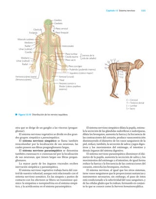 111
Capítulo 13 Sistema nervioso
otra que se dirige de un ganglio a las vísceras (posgan-
glionar).
El sistema nervioso vegetativo se divide en dos gran-
des grupos: simpático y parasimpático.
El sistema nervioso simpático se llama también
toracolumbar por la localización de sus neuronas, las
cuales poseen sus ﬁbras posganglionares largas.
El sistema nervioso parasimpático se denomina
también craneosacro o craneosacral por la localización
de sus neuronas, que tienen largas sus ﬁbras pregan-
glionares.
La mayor parte de los órganos viscerales reciben
inervación simpática y parasimpática.
El sistema nervioso vegetativo trabaja fuera del con-
trol de nuestra voluntad, aunque está relacionado con el
sistema nervioso somático. En las sinapsis y puntos de
contacto con los efectores se libera un transmisor quí-
mico: la simpatina o norepinefrina en el sistema simpá-
tico, y la acetilconina en el sistema parasimpático.
Figura 13.10 Distribución de los nervios raquídeos.
El sistema nervioso simpático dilata la pupila, estimu-
la la secreción de las glándulas sudoríferas o sudoríparas,
dilata los bronquios, aumenta la fuerza y la frecuencia de
las contracciones del corazón, produce vasoconstricción
disminuyendo el diámetro de los vasos sanguíneos de la
piel, reduce, también, la secreción de saliva y jugos diges-
tivos y los movimientos del estómago, el intestino y
demás órganos del sistema digestivo.
El sistema nervioso parasimpático disminuye el diá-
metro de la pupila, aumenta la secreción de saliva y los
movimientos del estómago y el intestino, de igual forma
reduce la fuerza y la frecuencia de las contracciones del
corazón, estrecha los bronquios, etcétera.
El sistema nervioso, al igual que los otros sistemas,
tiene vasos sanguíneos que le proporcionan sustancias y
nutrimentos necesarios; sin embargo, el paso de éstos
está condicionado a la selectividad del vaso sanguíneo, y
de las células gliales que lo rodean, formando en conjun-
to lo que se conoce como la barrera hematoencefálica.
C = Cervical
T = Torácico dorsal
L = Lumbar
S = Sacro
L1
L2
S1
S2
S3
S4
S5
L3
L5
C2
C3
C4
C5
C6
T1
T2
T
3
T
4
T
5
T
6
T
7
T
8
T
9
T10
T11
T12
S1
Radial
Músculo cutáneo
Ulnar (cubital)
Costilla
Mediano
Ulnar (cubital)
Radial
Mediano
Escápula
Clavícula
Femorocutáneo lateral
(femorocutáneo)
Peroneo común o
fibular (ciático poplíteo
externo)
Plexo cervical
Plexo braquial
Intercostales
Plexo coccígeo
Pudendo (pudendo interno)
Isquiático (ciático mayor)
Femoral (crural)
Tibial
(nervios de la
cola de caballo)
Plexo lumbar
Cauda equina
Plexo sacro
Cerebro
Cerebelo
 