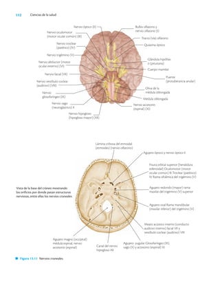 112 Ciencias de la salud
Nervio óptico (II)
Nervio oculomotor
(motor ocular común) (III)
Glándula hipófisis
o (pituitaria)
Lámina cribosa del etmoidal
(etmoides) (nervio olfatorio)
Agujero óptico y nervio óptico II
Fisura orbital superior (hendidura
esfenoidal) Oculomotor (motor
ocular común) III Troclear (patético)
IV Rama oftálmica del trigémino (V)
Agujero redondo (mayor) rama
maxilar del trigémino (V) superior
Agujero oval Rama mandibular
(maxilar inferior) del trigémino (V)
Meato acústico interno (conducto
auditivo interno) facial VII y
vestíbulo coclear (auditivo) VIII
Agujero yugular Glosofaríngeo (IX),
vago (X) y accesorio (espinal) XI
Canal del nervio
hipogloso XII
Agujero magno (occipital)
médula espinal, nervio
accesorio (espinal)
Vista de la base del cráneo mostrando
los orificios por donde pasan estructuras
nerviosas, entre ellas los nervios craneales
Figura 13.11 Nervios craneales.
Puente
(protuberancia anular)
Cuerpo mamilar
Quiasma óptico
Tracto (vía) olfatorio
Nervio troclear
(patético) (IV)
Nervio trigémino (V)
Nervio abductor (motor
ocular externo) (VI)
Nervio facial (VII)
Nervio vestíbulo coclear
(auditivo) (VIII)
Nervio
glosofaríngeo (IX)
Nervio vago
(neurogástrico) X
Nervio hipogloso
(hipogloso mayor) (XII)
Oliva de la
médula oblongada
Médula oblongada
Nervio accesorio
(espinal) (XI)
Bulbo olfatorio y
nervio olfatorio (I)
 