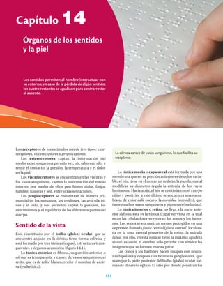 114 Ciencias de la salud
Los sentidos permiten al hombre interactuar con
su entorno; en caso de la pérdida de algún sentido,
los cuatro restantes se agudizan para contrarrestar
al ausente.
Capítulo
Órganos de los sentidos
y la piel
114
Los receptores de los estímulos son de tres tipos: exte-
roceptores, visceroceptores y propioceptores.
Los exteroceptores captan la información del
medio externo que nos permite ver, oír, saborear, oler y
sentir el contacto, la presión, la temperatura y el dolor
en la piel.
Los visceroceptores se encuentran en las vísceras y
los vasos sanguíneos, captan la información del medio
interno; por medio de ellos percibimos dolor, fatiga,
hambre, náuseas y sed, entre otras sensaciones.
Los propioceptores se encuentran de manera pri-
mordial en los músculos, los tendones, las articulacio-
nes y el oído, y nos permiten captar la posición, los
movimientos y el equilibrio de las diferentes partes del
cuerpo.
Sentido de la vista
Está constituido por el bulbo (globo) ocular, que se
encuentra alojado en la órbita; tiene forma esférica y
está formado por tres túnicas (capas), estructuras trans-
parentes y órganos accesorios (ﬁgura 14.1).
La túnica exterior es ﬁbrosa, su porción anterior o
córnea es transparente y carece de vasos sanguíneos; el
resto, que es de color blanco, recibe el nombre de escle-
ra (esclerótica).
La túnica media o capa uveal está formada por una
membrana que en su porción anterior es de color varia-
ble, el iris; tiene en el centro un oriﬁcio, la pupila, que al
modiﬁcar su diámetro regula la entrada de los rayos
luminosos. Hacia atrás, el iris se continúa con el cuerpo
ciliar y posterior a este último se encuentra una mem-
brana de color café oscuro, la coroidea (coroides), que
tiene muchos vasos sanguíneos y pigmento (melanina).
La túnica interior o retina no llega a la parte ante-
rior del ojo; ésta es la túnica (capa) nerviosa en la cual
están las células fotorreceptoras: los conos y los basto-
nes. Los conos se encuentran menos protegidos en una
depresión llamada fosita central (fóvea central) localiza-
da en la zona central posterior de la retina, la mácula
lútea; por ello, en esta zona se tiene la máxima agudeza
visual; es decir, el cerebro sólo percibe con nitidez las
imágenes que se forman en esta parte.
Los conos y los bastones hacen sinapsis con neuro-
nas bipolares y después con neuronas ganglionares, que
salen por la parte posterior del bulbo (globo) ocular for-
mando el nervio óptico. El sitio por donde penetran los
14
La córnea carece de vasos sanguíneos, lo que facilita su
trasplante.
 