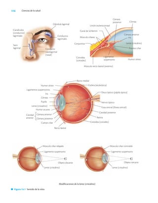 116 Ciencias de la salud
Canalículos
(conductos)
lagrimales
Saco
lagrimal Conducto
nasolagrimal
(nasal)
Coroidea
(coroides) Humor vítreo
Lente (cristalino)
Cámara anterior
Músculo recto lateral (externo)
Recto lateral
Recto medial
Esclera (esclerótica)
Disco óptico (pápila óptica)
Nervio óptico
Fosa central (fóvea central)
Cavidad posterior
Retina
Coroidea (coroides)
Humor vítreo
Ligamentos suspensorios
Iris
Córnea
Pupila
Lente (cristalino)
Humor acuoso
Cámara anterior
Cámara posterior
Cavidad
anterior
Cuerpo ciliar
Modificaciones de la lente (cristalino)
Músculo ciliar relajado
Ligamento suspensorio Ligamento suspensorio
Lente (cristalino)
Músculo ciliar contraído
Objeto cercano
Lente (cristalino)
Objeto distante
Figura 14.1 Sentido de la vista.
Glándula lagrimal
Conductos
lagrimales
Cámara
posterior Córnea
Unión esclerocorneal
Canal de Schlemm
Músculo ciliares
Conjuntiva
Ligamento
suspensorio
Iris
Proceso ciliar
 