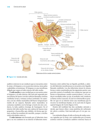 118 Ciencias de la salud
auditivo externo) es un conducto que se encuentra entre
la oreja y el tímpano y, en su porción externa, tiene pelos
y glándulas ceruminosas. El tímpano es una membrana
delgada que separa al oído externo del oído medio.
El oído medio es una cavidad que se encuentra entre
el tímpano y el oído interno, del cual está separado por
una lámina de hueso con dos oriﬁcios llamados ventana
vestibular (oval) y ventana coclear (redonda). Se comu-
nica con las células mastoideas del hueso temporal por
medio de un espacio, llamado antro mastoideo; se
comunica también con la faringe a través de otro con-
ducto, la tuba auditiva (trompa de Eustaquio). En el
interior del oído medio hay una cadena de huesos muy
pequeños o huesecillos que, debido a la forma que tie-
nen, reciben los nombres de martillo, yunque y estribo;
están articulados entre sí.
El oído interno está formado por el laberinto óseo
que a su vez contiene en su interior el laberinto mem-
branoso; entre ambos hay un líquido, perilinfa, y aden-
tro del laberinto membranoso se encuentra otro líquido
llamado endolinfa. Los dos laberintos tienen la misma
forma y están constituidos por las siguientes partes: una
porción central, el vestíbulo, tres conductos, que por su
forma se denominan canales semicirculares, y un con-
ducto enrollado sobre un eje, el modiolo; este conducto
se llama cóclea (caracol), el cual si se desenrolla es posi-
ble ver que en su interior tiene una membrana que lo
recorre: la membrana basilar, en la cual está el órgano
espiral (órgano de Corti) (ﬁgura 14.4).
Dentro del vestíbulo hay dos cavidades: utrículo y
sáculo, que tienen cilios y unas piedritas de carbonato
de calcio u otolitos. Está inervado por el viii par cra-
neal.
Los estímulos llegan al oído en forma de ondas sono-
ras captadas por la oreja, son conducidas por el meato
acústico externo (conducto auditivo externo) hacia el
Oído externo
Oreja
Hueso
temporal
Meato acústico externo
(conducto auditivo externo)
Canales (conductos)
semicirculares
Membrana
timpánica
Ventana vestibular (oval)
Ventana
coclear (redonda)
Tuba auditiva
(trompa de Eustaquio)
Martillo Yunque Estribo
Huesecillos del
oído medio
Nervio facial
Nervio vestíbulo
coclear (auditivo)
Nervio coclear
Vestíbulo
Cóclea
Oído interno
Relaciones de los canales semicirculares
Dirección del
movimiento de
la cabeza
Rama vestibular del
nervio auditivo
Dirección del
movimiento de la cabeza
Canal semicircular
Dirección de la fuerza
en las células ciliadas
Células ciliadas
Figura 14.3 Sentido del oído.
Utrículo
 