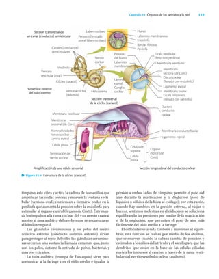 119
Capítulo 14 Órganos de los sentidos y la piel
tímpano; éste vibra y activa la cadena de huesecillos que
ampliﬁcan las ondas sonoras y mueven la ventana vesti-
bular (ventana oval); comienzan a formarse ondas en la
perilinfa que aumenta la presión sobre la endolinfa para
estimular al órgano espiral (órgano de Corti). Éste man-
da los impulsos a la rama coclear del viii nervio craneal
rumbo al área auditiva del cerebro que se encuentra en
el lóbulo temporal.
Las glándulas ceruminosas y los pelos del meato
acústico externo (conducto auditivo externo) sirven
para proteger al resto del oído; las glándulas cerumino-
sas secretan una sustancia llamada cerumen que, junto
con los pelos, detiene la entrada de polvo, bacterias y
cuerpos extraños.
La tuba auditiva (trompa de Eustaquio) sirve para
comunicar a la faringe con el oído medio e igualar la
presión a ambos lados del tímpano; permite el paso del
aire durante la masticación y la deglución (paso de
líquidos o sólidos de la boca al esófago); por esta razón,
cuando hay cambios en la presión externa, al viajar o
bucear, sentimos molestias en el oído; esto se soluciona
equilibrando las presiones por medio de la masticación
o de la deglución, que permiten el paso de aire más
fácilmente del oído medio a la faringe.
El oído interno ayuda también a mantener el equili-
brio; esta función se realiza por medio de los otolitos,
que se mueven cuando la cabeza cambia de posición y
estimulan a los cilios del utrículo y el sáculo para que las
dendritas que están en la base de las células ciliadas
envíen los impulsos al cerebro a través de la rama vesti-
bular del nervio vestibulococlear (auditivo).
Figura 14.4 Estructura de la cóclea (caracol).
Amplificación de una célula sensorial
Sección transversal de
un canal (conducto) semicircular
Canales (conductos)
semicirculares
Superficie exterior
del oído interno
Nervio
coclear
Escala vestibular
(lleno con perilinfa)
Membrana vestibular
Membrana
tectoria (de Corti)
Ducto coclear
(llenado con endolinfa)
Ligamento espiral
Membrana basilar
Escala timpánica
(llenado con perilinfa)
Sección transversal
de la cóclea (caracol)
Membrana vestibular
Ducto o
conducto
coclear
Membrana conducto basilar
Ligamento espiral
Sección longitudinal del conducto coclear
Membrana
tectorial (de Corti)
Microvellosidades
Nervio coclear
Lámina espiral
Célula pilosa
Terminación del
nervio coclear
Laberinto óseo
Ventana coclea
(redonda)
Periostio
del hueso
Laberinto
membranoso
Lámina
espiral
Ganglio
coclear
Órgano
espiral (de
Corti)
Células de
soporte
Célula
pilosa
Hueso
Laberinto membranoso
Endolinfa
Bandas fibrosas
Perilinfa
Vestíbulo
Ventana
vestibular (oval)
Helicotrema
Cóclea (caracol)
Periostio (limitado
por el laberinto óseo)
 