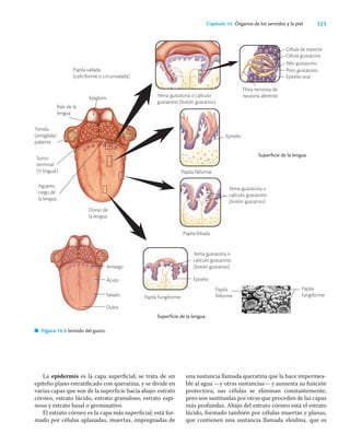 121
Capítulo 14 Órganos de los sentidos y la piel
La epidermis es la capa superﬁcial; se trata de un
epitelio plano estratiﬁcado con queratina, y se divide en
varias capas que son de la superﬁcie hacia abajo: estrato
córneo, estrato lúcido, estrato granuloso, estrato espi-
noso y estrato basal o germinativo.
El estrato córneo es la capa más superﬁcial; está for-
mado por células aplanadas, muertas, impregnadas de
una sustancia llamada queratina que la hace impermea-
ble al agua —y otras sustancias— y aumenta su función
protectora; sus células se eliminan constantemente,
pero son sustituidas por otras que proceden de las capas
más profundas. Abajo del estrato córneo está el estrato
lúcido, formado también por células muertas y planas,
que contienen una sustancia llamada eleidina, que es
Papila vallada
(caliciforme o circunvalada)
Yema gustatoria o calículo
gustatorio (botón gustativo)
Epiglotis
Raíz de la
lengua
Tonsila
(amígdala)
palatina
Surco
terminal
(V lingual)
Agujero
ciego de
la lengua
Dorso de
la lengua
Papila
fungiforme
Papila filiforme
Yema gustatoria o
calículo gustatorio
(botón gustativo)
Papila foliada
Papila fungiforme
Papila
filiforme
Célula de soporte
Célula gustatoria
Pelo gustatorio
Poro gustatorio
Epitelio oral
Yema gustatoria o
calículo gustatorio
(botón gustativo)
Epitelio
Amargo
Ácido
Salado
Dulce
Superficie de la lengua
Superficie de la lengua
Figura 14.5 Sentido del gusto.
Epitelio
Fibra nerviosa de
neurona aferente
 