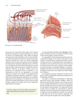 122 Ciencias de la salud
precursora de la queratina. Más abajo está el estrato
granuloso formado por células aplanadas con núcleos
en proceso de degeneración; estas células contienen
una sustancia: la queratohialina, precursora de la eleidi-
na. Debajo del estrato granuloso se encuentra el estrato
espinoso formado por capas de células poligonales
(espinosas) que reciben este nombre por los complejos
de unión que las mantienen adheridas entre sí. Por últi-
mo, se encuentra el estrato basal, formado por una sola
capa de células columnares que se reproducen constan-
temente; conforme se producen células nuevas, las
anteriores son empujadas hacia la superﬁcie, y van
madurando; es decir, se van aplanando, y su núcleo
degenera y mueren. En el espesor de la epidermis hay
un pigmento, llamado melanina, producido y almace-
nado en las células llamadas melanocitos. La cantidad y
disposición de la melanina en la epidermis es la causa
del color de la piel; la piel blanca es más o menos rosada
porque se puede ver la sangre de los vasos sanguíneos
superﬁciales de la dermis.
La capa profunda de la piel se llama dermis; está for-
mada por tejido conectivo (conjuntivo) dividido en dos
capas: estrato papilar y estrato reticular.
La capa papilar está formada por pequeñas elevacio-
nes llamadas papilas, en las cuales se encuentran vasos
capilares, vasos linfáticos, corpúsculos táctiles y termi-
naciones nerviosas. La distribución de estas papilas no
es uniforme en la superﬁcie del cuerpo; en las yemas de
los dedos forman las crestas cutáneas (crestas papila-
res) que dan origen a las huellas digitales. La capa pro-
funda de la dermis es la reticular y contiene, al igual que
las papilas, numerosos vasos sanguíneos y ﬁbras coláge-
nas y elásticas.
Los órganos accesorios (anexos) de la piel son los
pelos, las uñas, las glándulas sudoríferas (sudoríparas) y
las glándulas sebáceas.
Los pelos se encuentran distribuidos en diferentes
partes del cuerpo: cejas, pestañas, cabellos y vellos. Un
pelo tiene una parte libre, el tallo, y una raíz que se ubica
en una cavidad o folículo piloso. La raíz se ensancha para
formar un bulbo que está en contacto con una papila de
la cual obtiene sus nutrimentos. Las células que forman
el pelo están en el bulbo. En cada folículo se insertan
pequeños músculos involuntarios, los piloerectores, que
se originan en la capa papilar de la dermis y se contraen
cuando hace frío o con una emoción, irguiendo a los
pelos: son los que dan el aspecto de “carne de gallina”.
Fibras nerviosas dentro
del bulbo olfatorio
Tracto
olfatorio
Área olfatoria de la
cavidad nasal
Concha (cornete)
nasal superior
Cavidad nasal
Figura 14.6 Sentido del olfato.
Cuando te asoleas con frecuencia debes usar protector
solar mínimo del número 30 para evitar el cáncer de
piel.
Bulbo olfatorio
Lámina cribosa
Células
epiteliales columnares
Células
receptoras
olfatorias
Cilios
 