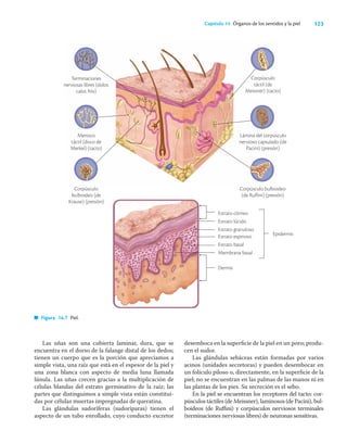 123
Capítulo 14 Órganos de los sentidos y la piel
Las uñas son una cubierta laminar, dura, que se
encuentra en el dorso de la falange distal de los dedos;
tienen un cuerpo que es la porción que apreciamos a
simple vista, una raíz que está en el espesor de la piel y
una zona blanca con aspecto de media luna llamada
lúnula. Las uñas crecen gracias a la multiplicación de
células blandas del estrato germinativo de la raíz; las
partes que distinguimos a simple vista están constitui-
das por células muertas impregnadas de queratina.
Las glándulas sudoríferas (sudoríparas) tienen el
aspecto de un tubo enrollado, cuyo conducto excretor
Figura 14.7 Piel.
desemboca en la superﬁcie de la piel en un poro; produ-
cen el sudor.
Las glándulas sebáceas están formadas por varios
acinos (unidades secretoras) y pueden desembocar en
un folículo piloso o, directamente, en la superﬁcie de la
piel; no se encuentran en las palmas de las manos ni en
las plantas de los pies. Su secreción es el sebo.
En la piel se encuentran los receptores del tacto: cor-
púsculos táctiles (de Meissner), laminosos (de Pacini), bul-
boideos (de Ruﬃni) y corpúsculos nerviosos terminales
(terminaciones nerviosas libres) de neuronas sensitivas.
Estrato córneo
Estrato lúcido
Estrato granuloso
Estrato espinoso
Estrato basal
Membrana basal
Dermis
Epidermis
Terminaciones
nerviosas libres (dolor,
calor, frío)
Menisco
táctil (disco de
Merkel) (tacto)
Corpúsculo
bulboideo (de
Krause) (presión)
Corpúsculo
táctil (de
Meissner) (tacto)
Lámina del corpúsculo
nervioso capsulado (de
Pacini) (presión)
Corpúsculo bulboideo
(de Ruffini) (presión)
 