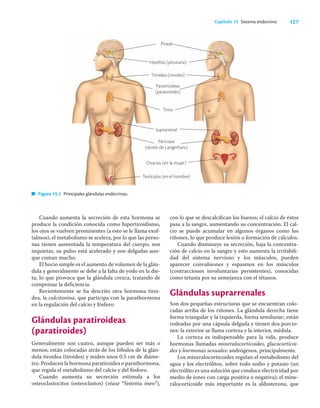 127
Capítulo 15 Sistema endocrino
Cuando aumenta la secreción de esta hormona se
produce la condición conocida como hipertiroidismo,
los ojos se vuelven prominentes (a esto se le llama exof-
talmos), el metabolismo se acelera, por lo que las perso-
nas tienen aumentada la temperatura del cuerpo, son
inquietas, su pulso está acelerado y son delgadas aun-
que coman mucho.
El bocio simple es el aumento de volumen de la glán-
dula y generalmente se debe a la falta de yodo en la die-
ta, lo que provoca que la glándula crezca, tratando de
compensar la deﬁciencia.
Recientemente se ha descrito otra hormona tiroi-
dea, la calcitonina, que participa con la parathormona
en la regulación del calcio y fósforo.
Glándulas paratiroideas
(paratiroides)
Generalmente son cuatro, aunque pueden ser más o
menos; están colocadas atrás de los lóbulos de la glán-
dula tiroidea (tiroides) y miden unos 0.5 cm de diáme-
tro. Producen la hormona paratiroidea o parathormona,
que regula el metabolismo del calcio y del fósforo.
Cuando aumenta su secreción estimula a los
osteoclastocitos (osteoclastos) (véase “Sistema óseo”),
con lo que se descalciﬁcan los huesos; el calcio de éstos
pasa a la sangre, aumentando su concentración. El cal-
cio se puede acumular en algunos órganos como los
riñones, lo que produce lesión o formación de cálculos.
Cuando disminuye su secreción, baja la concentra-
ción de calcio en la sangre y esto aumenta la irritabili-
dad del sistema nervioso y los músculos, pueden
aparecer convulsiones y espasmos en los músculos
(contracciones involuntarias persistentes), conocidas
como tetania por su semejanza con el tétanos.
Glándulas suprarrenales
Son dos pequeñas estructuras que se encuentran colo-
cadas arriba de los riñones. La glándula derecha tiene
forma triangular y la izquierda, forma semilunar; están
rodeadas por una cápsula delgada y tienen dos porcio-
nes: la exterior se llama corteza y la interior, médula.
La corteza es indispensable para la vida, produce
hormonas llamadas mineralocorticoides, glucocorticoi-
des y hormonas sexuales: andrógenos, principalmente.
Los mineralocorticoides regulan el metabolismo del
agua y los electrólitos, sobre todo sodio y potasio (un
electrólito es una solución que conduce electricidad por
medio de iones con carga positiva o negativa); el mine-
ralocorticoide más importante es la aldosterona, que
Páncreas
(islotes de Langerhans)
Pineal
Hipófisis (pituitaria)
Paratiroideas
(paratiroides)
Timo
Ovarios (en la mujer)
Testículos (en el hombre)
Tiroidea (tiroides)
Suprarrenal
Figura 15.1 Principales glándulas endócrinas.
 