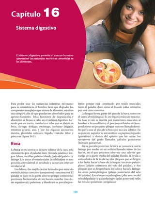 130 Ciencias de la salud
El sistema digestivo permite al cuerpo humano
aprovechar las sustancias nutritivas contenidas en
los alimentos.
Capítulo
Sistema digestivo
130
Para poder usar las sustancias nutritivas necesarias
para su subsistencia, el hombre tiene que degradar los
compuestos complejos que sirven de alimento, en otros
más simples a ﬁn de que puedan ser absorbidos para su
aprovechamiento. Estas funciones de degradación y
absorción se llevan a cabo en el sistema digestivo, for-
mado por un tracto, conducto o tubo que se divide en
boca, faringe, esófago, estómago, intestino delgado,
intestino grueso, ano, y por los órganos accesorios:
dientes, glándulas salivales, hígado, vesícula biliar y
páncreas (ﬁgura 16.1).
Boca
La boca se encuentra en la parte inferior de la cara, está
circunscrita por el paladar duro (bóveda palatina), len-
gua, labios, mejillas, paladar blando (velo del paladar) y
faringe. Los arcos alveolodentales la subdividen en una
porción anterolateral; el vestíbulo y la porción interior:
cavidad oral.
Los labios y las mejillas están formados por músculo
estriado, tejido conectivo (conjuntivo) y una mucosa. El
paladar es duro en su parte anterior porque contiene las
porciones horizontales de los huesos maxilas (maxila-
res superiores) y palatinos, y blando en su porción pos-
terior porque está constituido por tejido muscular;
tanto el paladar duro como el blando están cubiertos
por una túnica mucosa.
La lengua forma parte del piso de la boca junto con
el surco alveololingual. Es un órgano músculo-mucoso.
Su base o raíz se inserta por numerosos músculos al
hioideo, a la mandíbula y al proceso estiloideo del tem-
poral; tiene un pequeño pliegue mucoso llamado freni-
llo que la une al piso de la boca por su cara inferior. En
su porción superior se encuentran las papilas linguales
(gustativas) y dentro del epitelio que las cubre, los
receptores del gusto llamados cálculos gustatorios
(botones gustativos).
En su porción posterior, la boca se comunica con la
faringe por medio de un oriﬁcio llamado istmo de las
fauces, en el que podemos observar una saliente que
cuelga de la parte media del paladar blando, la úvula; a
ambos lados de la úvula hay dos pliegues que se dirigen
a los lados hacia la base de la lengua: los arcos palato-
glosos (pilares anteriores del velo del paladar), y dos
pliegues que se dirigen hacia los lados y hacia la faringe:
los arcos palatofaríngeos (pilares posteriores del velo
del paladar). Entre los arcos palatogloso (pilar anterior del
velo del paladar) y palatofaríngeo (pilar posterior) están
las tonsilas palatinas (amígdalas).
16
 