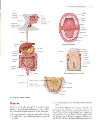 131
Capítulo 16 Sistema digestivo
Dientes
Dentro de los alveolos dentales de la maxila (maxilar
superior) y la mandíbula (maxilar inferior) están los dien-
tes. Las partes de una pieza dentaria son las siguientes:
a) la corona, que es la porción que sobresale de la encía,
b) el cuello, que es una porción más estrecha a nivel de
la encía,
c) la raíz, que se aloja en el alveolo dental (alveolo den-
tario).
En el interior del diente hay un espacio llamado cavi-
dad pulpar, lleno de tejido conectivo (conjuntivo) con
características embrionarias (pulpa), vasos sanguíneos,
vasos linfáticos y nervios. La pared de la cavidad pulpar
está formada por la dentina, semejante al hueso pero
más densa y más dura. De la cavidad pulpar salen uno o
Boca
Dientes
Glándula salival
sublingual
Glándula
parótidea
(parótida)
Faringe
Glándula
submandibular
(submaxilar)
Esófago
Hígado
Vesícula
biliar
Duodeno
(intestino
delgado)
Intestino
grueso
Intestino
delgado
Recto
Páncreas
Estómago
Paladar
duro
Paladar
blando
Úvula
Tonsila
(amígdala)
Molares
Premolares
Canino
Incisivos
Cavidad oral (bucal)
Sección longitudinal de un molar
Corona
Raíz
Canal anal
Figura 16.1 Sistema digestivo.
Lengua
Pulpa
Dentina
Encía
Canal de
la raíz
Membrana
periodontal
Hueso
Esmalte
Paladar duro
Hueso palatino
Hueso maxila
(maxilar superior)
Molares
Premolares
Canino
Incisivos
 