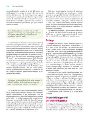 132 Ciencias de la salud
dos conductos, los canales de la raíz del diente, por
donde pasan los vasos que lo nutren y los nervios. La
dentina de la corona está cubierta por una capa de
esmalte, que es la sustancia más dura del organismo. La
dentina de la raíz está cubierta por una capa de una sus-
tancia llamada “cemento” y entre esta capa y el hueso se
encuentra la membrana periodontal, que ﬁja el diente al
alveolo del hueso.
En la boca tienen lugar las funciones de ingestión,
masticación e insalivación, que transforman a los ali-
mentos en una papilla llamada bolo alimenticio; es
decir, a través de ella introducimos los alimentos, los
masticamos con las piezas dentarias ayudándonos de
las mejillas, los labios y la lengua, y los mezclamos con
la saliva, que contiene una enzima llamada amilasa
salival (ptialina), que comienza a desdoblar a los hidra-
tos de carbono (a los polisacáridos los transforma en
dextrinas y disacáridos).
La caries es la disolución y desintegración del esmal-
te y dentina por la acción de bacterias que producen
ácidos; son en extremo frecuentes y, además de consti-
tuir un foco de infección, diﬁcultan la masticación.
Faringe
La faringe es un conducto común al sistema digestivo y
al sistema respiratorio; se encuentra atrás de la boca y
de la nariz, arriba del esófago, y se comunica con la
laringe y el oído medio. Tiene tres porciones: la más alta
es la porción nasal (rinofaringe o nasofaringe), atrás de
la nariz, y se comunica con las tubas auditivas (trompas
de Eustaquio); en su porción posterior tiene las tonsilas
faríngeas (amígdalas faríngeas), más abajo está la segun-
da porción u oral (orofaringe) que se encuentra atrás de
la boca, en ella están las tonsilas palatinas (amígdalas
palatinas) y dos tonsilas (amígdalas) linguales, ubicadas
en la base de la lengua. La tercera porción, inferior o
laríngea (laringofaringe), desemboca en el esófago y en
la laringe. Está constituida por tejido muscular y por
membrana mucosa.
La faringe sirve para conducir los alimentos y el aire,
y como caja de resonancia para la voz. Cuando degluti-
mos; es decir, cuando los alimentos pasan de la boca al
esófago, un cartílago en la laringe, la epiglotis, se mueve
hacia abajo y forma una especie de tapa sobre la glotis,
envía los alimentos al esófago e impide que pasen a la
laringe. La lengua empuja al bolo alimenticio contra el
paladar para mandarlo al istmo de las fauces y para evi-
tar que los alimentos pasen a la porción nasal; la úvula y
el paladar blando se mueven para cerrar esta porción.
La enfermedad más frecuente de la faringe es la
faringitis.
Disposición general
del tracto digestivo
El esófago, el estómago, el intestino delgado y el grueso
tienen una estructura microscópica común compuesta
por cuatro túnicas o capas: la mucosa, la submucosa, la
muscular externa y la serosa. Las características de cada
El esmalte de los dientes es el tejido más duro del
organismo, sin embargo, hay que protegerlo por medio
del cepillado, el hilo dental y evitando alimentos
cariogénicos como los dulces.
El niño tiene 20 dientes (dentición de leche, temporal o
caduca) y el adulto 32 (dentición permanente), los
cuales empiezan a hacer erupción a los seis años.
Los dientes tienen diferente nombre según su forma y
su función: en la parte anterior están los incisivos, que
tienen un borde en su porción libre y sirven para cortar y
morder; a los lados están los caninos con forma cónica y
que desgarran los alimentos; atrás están los premolares y
molares que tienen generalmente dos raíces; sus superﬁ-
cies están ligeramente excavadas y sirven para triturar. El
hombre tiene dos denticiones: la primera es temporal o
“de leche” y la segunda es permanente. En la dentición
temporal las piezas dentarias empiezan a hacer erupción
aproximadamente a los seis meses y terminan alrededor
de los dos años de edad, está formada por 20 piezas.
La dentición permanente consta de 32 piezas, hace
erupción aproximadamente a los seis años y termina
cuando aparecen los terceros molares o “muelas del jui-
cio”, aunque en algunas personas estos últimos no lle-
gan a hacer erupción.
En la cavidad oral o bucal desembocan los conduc-
tos de las glándulas salivales mayores: dos submandi-
bulares (submaxilares) y dos sublinguales. Las dos
glándulas parotídeas (parótidas) están abajo y adelante
de los oídos y su conducto excretor (de Stenon) desem-
boca en el interior de la mejilla a la altura del segundo
molar superior. Las dos submandibulares (submaxila-
res) están en la parte posterior del piso de la boca y su
conducto excretor termina abajo de la lengua. Las glán-
dulas sublinguales están adelante de las submandibula-
res y también desembocan en el piso de la boca.
 