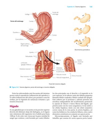 135
Capítulo 16 Sistema digestivo
Entre las enfermedades más frecuentes del intestino
grueso están la apendicitis (inﬂamación del apéndice) y
la colitis (inﬂamación del colon), por parásitos como las
amibas, por la ingestión de sustancias irritantes o por
tensión emocional.
Hígado
Es una glándula que se encuentra en la porción superior
derecha del abdomen abajo del diafragma, es el órgano
más voluminoso del organismo (en el adulto pesa hasta
1500 g). Es de color rojo vinoso por la gran cantidad de
sangre que contiene y está formado por cuatro lóbulos:
los dos principales son el derecho y el izquierdo en la
cara superior, en la inferior están dos lóbulos pequeños
llamados lóbulo cuadrado y lóbulo caudado (de Spiegel).
Está cubierto por el peritoneo y además presenta una
envoltura independiente del recubrimiento peritoneal:
la cápsula de Glisson o túnica ﬁbrosa del hígado, que
penetra junto con los vasos sanguíneos y le da sostén a
las células hepáticas. Junto con este árbol conjuntivo
corren ramas de la vena porta, la arteria hepática, así
como los linfáticos y los conductos biliares, estos cuatro
elementos constituyen en conjunto un espacio porta.
Microscópicamente, el hígado está formado por
lobulillos que constan de varios espacios porta (usual-
Movimientos peristálicos
Partes del estómago
Pared del intestino delgado
Serosa
Epitelio
Vellosidades
Linfonodo
(ganglio linfático)
Glándula intestinal
Plexo nervioso
Mucosa
Glándulas
mucosas en
la submucosa
Músculo circular
Músculo longitudinal
Epitelio
columnar
simple
Túnica muscular
Figura 16.2 Sistema digestivo: partes del estómago e intestino delgado.
Fondo del
estómago
Esófago
Cardias
Esfínter
pilórico
Duodeno
Canal pilórico
Región pilórica
del estómago
Cuerpo
Arrugas
 