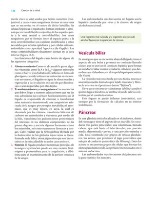 136 Ciencias de la salud
mente cinco o seis) unidos por tejido conectivo (con-
juntivo) y cuyos vasos sanguíneos drenan en una vena
que se encuentra en el centro de dicho lobulillo; las
células hepáticas o hepatocitos forman cordones o lámi-
nas que corren del tejido conjuntivo de los espacios por-
ta a la vena central o centrolobulillar. Los vasos
sanguíneos que se forman entre el espacio porta y la
vena centrolobulillar son capilares modiﬁcados y están
revestidos por células epiteliales y por células reticulo-
endoteliales con capacidad fagocítica (de Kupﬀer). Las
venas centrolobulillares ﬁnalmente drenan en la cava
inferior (ﬁgura 16.3).
Las funciones del hígado caen dentro de alguna de
las siguientes categorías:
1. Almacenamiento Como en el caso de la grasa, algu-
nas vitaminas como la A y la B12
y algunos minerales
como el hierro y los hidratos de carbono en forma de
glucógeno, cuando todas estas sustancias se encuen-
tran en exceso, el hígado es capaz de almacenarlas y
regresarlas a la circulación en caso de que disminu-
yan o sean requeridas por otro tejido.
2. Transformaciones y conjugaciones Las sustancias
que deben llegar a nuestras células tienen que ser las
más adecuadas para su buen funcionamiento; así, el
hígado es responsable de eliminar o transformar
estas sustancias manteniendo una composición ade-
cuada de la sangre; por ejemplo, metaboliza el amo-
níaco, que es muy tóxico, en urea, la cual es
eliminada por los riñones; transforma hidratos de
carbono en aminoácidos y viceversa; por medio de
la bilis, transforma los quilomicrones provenientes
del intestino en los distintos componentes de las
grasas; degrada y excreta algunas hormonas como
los esteroides, así como numerosos fármacos y dro-
gas. Cabe resaltar que la hemoglobina liberada por
la destrucción de los glóbulos rojos viejos es trans-
formada en la bilis y otros pigmentos que son excre-
tados en la orina dándole su color característico.
3. Síntesis El hígado produce numerosas proteínas de
la sangre cuya función puede ser muy variada: ﬁbri-
nógeno y protrombina para la coagulación, y albú-
mina para el mantenimiento de la presión oncótica
de la sangre.
Las enfermedades más frecuentes del hígado son la
hepatitis producida por virus y la cirrosis, de origen
alcoholonutricional.
Una hepatitis mal cuidada y la ingestión excesiva de
alcohol favorecen la aparición de cirrosis.
Vesícula biliar
Es un órgano que se encuentra abajo del hígado; tiene el
aspecto de una bolsa y presenta un conducto llamado
cístico, que se une con el conducto hepático para formar
un conducto biliar común (conducto colédoco) que des-
emboca en el duodeno, en el ámpula hepatopancreática
(de Vater).
La vesícula está constituida por una túnica mucosa y
una túnica media formadas por tejido muscular y ﬁbro-
so; la exterior es el peritoneo (véase “Tejidos”).
Sirve para concentrar y almacenar la bilis; cuando el
quimo llega al duodeno, se contrae dejando salir su con-
tenido por el conducto cístico.
Este órgano se puede inﬂamar (colecistitis), casi
siempre por la formación de cálculos en su interior
(colelitiasis).
Páncreas
Es una glándula mixta localizada en el abdomen, detrás
del estómago y tiene el aspecto de un martillo. Se consi-
deran tres partes principales: una voluminosa, llamada
cabeza, que está hacia el lado derecho; una porción
media, denominada cuerpo, y una porción estrecha o
cola. Está constituido por grupos de células glandula-
res, los acinos, que producen el jugo pancreático que
sale por el conducto pancreático (de Wirsung). Entre los
acinos se encuentran grupos de células que forman los
islotes pancreáticos (de Langerhans) mencionados en el
sistema endocrino.
Las enfermedades más frecuentes del páncreas son
la pancreatitis y los tumores.
 