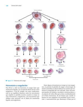 140 Ciencias de la salud
Hemostasia y coagulación
Para llevar a cabo sus funciones, la sangre tiene que
mantenerse líquida y en circulación dentro de los vasos
sanguíneos. A ﬁn de cumplir con estas condiciones,
está en un equilibrio dinámico entre los mecanismos
que impiden su pérdida excesiva cuando se rompe un
vaso: hemostasia y coagulación, y los mecanismos que
inhiben estos procesos con el objeto de mantenerla
líquida: anticoagulantes.
Si por alguna circunstancia se rompe un vaso sanguí-
neo, se presenta la pérdida de sangre o hemorragia, de
manera inmediata se desencadenan los eventos que res-
tituyen la integridad del vaso afectado. Estos mecanis-
mos pueden ser tisulares, vasculares e intravasculares, y
al conjunto de todos ellos que actúan coordinadamente
se le llama hemostasia, de tal manera que cuando se
lesiona un vaso sanguíneo, de inmediato ocurre retrac-
ción y vasoconstricción que disminuye el ﬂujo por el
Hemocitoblasto
Proeritroblasto Mieloblasto
Eritroblasto Progranulocito
Normoblasto
Mielocito
basófilo
Mielocito
eosinófilo
Mielocito
neutrófilo
Reticulocito Célula en banda
neutrófila
Eritrocito Basófilo Eosinófilo Neutrófilo
Linfoblasto Monoblasto
Linfocito Monocito
Megacarioblasto
Megacariocito
Ruptura del megacariocito
Plaquetas
o trombocitos
Granulocitos
Leucocitos
Agranulocitos
Figura 17.1 Elementos de la sangre.
 