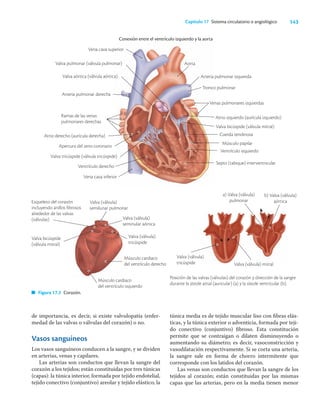 143
Capítulo 17 Sistema circulatorio o angiológico
de importancia, es decir, si existe valvulopatía (enfer-
medad de las valvas o válvulas del corazón) o no.
Vasos sanguíneos
Los vasos sanguíneos conducen a la sangre, y se dividen
en arterias, venas y capilares.
Las arterias son conductos que llevan la sangre del
corazón a los tejidos; están constituidas por tres túnicas
(capas): la túnica interior, formada por tejido endotelial,
tejido conectivo (conjuntivo) areolar y tejido elástico; la
túnica media es de tejido muscular liso con ﬁbras elás-
ticas, y la túnica exterior o adventicia, formada por teji-
do conectivo (conjuntivo) ﬁbroso. Esta constitución
permite que se contraigan o dilaten disminuyendo o
aumentando su diámetro; es decir, vasoconstricción y
vasodilatación respectivamente. Si se corta una arteria,
la sangre sale en forma de chorro intermitente que
corresponde con los latidos del corazón.
Las venas son conductos que llevan la sangre de los
tejidos al corazón; están constituidas por las mismas
capas que las arterias, pero en la media tienen menor
Posición de las valvas (válvulas) del corazón y dirección de la sangre
durante la sístole atrial (auricular) (a) y la sístole ventricular (b).
Conexión entre el ventrículo izquierdo y la aorta
Valva (válvula)
tricúspide Valva (válvula) mitral
Figura 17.2 Corazón.
Vena cava superior
Valva pulmonar (válvula pulmonar)
Valva aórtica (válvula aórtica)
Arteria pulmonar derecha
Esqueleto del corazón
incluyendo anillos fibrosos
alrededor de las valvas
(válvulas)
Valva (válvula)
semilunar pulmonar
Valva (válvula)
seminular aórtica
Valva (válvula)
tricúspide
Músculo cardiaco
del ventrículo derecho
Valva bicúspide
(válvula mitral)
Músculo cardiaco
del ventrículo izquierdo
Ramas de las venas
pulmonares derechas
Apertura del seno coronario
Valva tricúspide (válvula tricúspide)
Ventrículo derecho
Vena cava inferior
Atrio derecho (aurícula derecha)
Aorta
Arteria pulmonar izquierda
Tronco pulmonar
Venas pulmonares izquierdas
Atrio izquierdo (aurícula izquierdo)
Valva bicúspide (válvula mitral)
Cuerda tendinosa
Músculo papilar
Ventrículo izquierdo
Septo (tabique) interventricular
b) Valva (válvula)
aórtica
a) Valva (válvula)
pulmonar
 