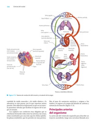 144 Ciencias de la salud
cantidad de tejido muscular y de tejido elástico y la
adventicia es más gruesa, por lo que soportan menos
presión. Otra diferencia importante es que en su trayec-
to presentan válvulas que facilitan el regreso de la san-
gre al corazón.
Los capilares son conductos muy delgados que se
entrelazan formando redes entre las arterias y las venas;
están constituidos por una sola capa de células epitelia-
les planas (endotelio), que les permite ser muy permea-
bles al paso de sustancias nutritivas y oxígeno a los
tejidos y el regreso a la sangre del bióxido de carbono y
sustancias de desecho (ﬁgura 17.3).
Principales arterias
del organismo
La aorta sale del ventrículo izquierdo para describir un
trayecto ascendente, luego una curvatura llamada arco
Tronco y miembros inferiores
Cabeza y miembros
superiores
Pulmones
Hígado
Riñones
Arteria iliaca
Figura 17.3 Sistema de conducción del corazón y circulación de la sangre.
Tracto
digestivo
(tubo
digestivo)
Nodo atrioventricular
(AV) (nódulo
auriculoventricular)
Nodo sinoatrial
(SA) (nódulo
senoauricular)
Fascículo
atrioventricular
(haz de His)
Fibras de
Purkinje
Atrio izquierdo
(aurícula izquierda)
Ventrículo
izquierdo
Ramas derecha
e izquierda del
fascículo
Ápex
Vena iliaca
Arteria
renal
Vena
renal
Vena
porta
hepática
Vena
hepática
Arteria
mesentérica
Aorta
descendente
Atrio derecho
(aurícula derecha)
Vena cava
inferior
Aorta
Ventrículo
derecho
Ventrículo
izquierdo
Atrio
izquierdo
(aurícula
izquierda)
Arteria pulmonar
Vena pulmonar
Vaso linfático
Vena yugular
Arteria carótida
Vena
cava superior
 