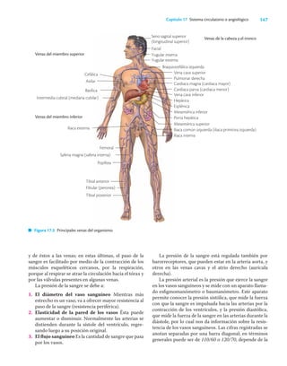 147
Capítulo 17 Sistema circulatorio o angiológico
y de éstos a las venas; en estas últimas, el paso de la
sangre es facilitado por medio de la contracción de los
músculos esqueléticos cercanos, por la respiración,
porque al respirar se atrae la circulación hacia el tórax y
por las válvulas presentes en algunas venas.
La presión de la sangre se debe a:
1. El diámetro del vaso sanguíneo Mientras más
estrecho es un vaso, va a ofrecer mayor resistencia al
paso de la sangre (resistencia periférica).
2. Elasticidad de la pared de los vasos Ésta puede
aumentar o disminuir. Normalmente las arterias se
distienden durante la sístole del ventrículo, regre-
sando luego a su posición original.
3. El ﬂujo sanguíneo Es la cantidad de sangre que pasa
por los vasos.
La presión de la sangre está regulada también por
barorreceptores, que pueden estar en la arteria aorta, y
otros en las venas cavas y el atrio derecho (aurícula
derecha).
La presión arterial es la presión que ejerce la sangre
en los vasos sanguíneos y se mide con un aparato llama-
do esﬁgmomanómetro o baumanómetro. Este aparato
permite conocer la presión sistólica, que mide la fuerza
con que la sangre es impulsada hacia las arterias por la
contracción de los ventrículos, y la presión diastólica,
que mide la fuerza de la sangre en las arterias durante la
diástole, por lo cual nos da información sobre la resis-
tencia de los vasos sanguíneos. Las cifras registradas se
anotan separadas por una barra diagonal; en términos
generales puede ser de 110/60 o 120/70, depende de la
Venas del miembro superior
Venas del miembro inferior
Venas de la cabeza y el tronco
Figura 17.5 Principales venas del organismo.
Iliaca externa
Seno sagital superior
(longitudinal superior)
Facial
Yugular interna
Yugular externa
Cefálica
Axilar
Basílica
Intermedia cubital (mediana cubilar)
Femoral
Safena magna (safena interna)
Poplítea
Fibular (peronea)
Tibial posterior
Vena cava superior
Pulmonar derecha
Cardiaca magna (cardiaca mayor)
Cardiaca parva (cardiaca menor)
Vena cava inferior
Hepática
Esplénica
Mesentérica inferior
Porta hepática
Mesentérica superior
Iliaca común izquierda (iliaca primitiva izquierda)
Iliaca interna
Braquiocefálica izquierda
Tibial anterior
 