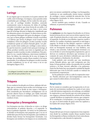 152 Ciencias de la salud
Laringe
Es un órgano que se encuentra en la parte anterior del
cuello, entre la faringe y la tráquea, cuyas paredes están
constituidas por cartílagos, de los cuales los más gran-
des son: el cartílago tiroideo (tiroides), conocido
comúnmente como la manzana de Adán; el cartílago
cricoideo (cricoides), que tiene forma de un anillo, y el
cartílago epiglotis que semeja una hoja y sirve como
tapa de la laringe durante la deglución, impidiendo que
los alimentos pasen a la tráquea. Si observamos su inte-
rior podemos distinguir dos pares de pliegues: el supe-
rior, que se llama pliegue vestibular (cuerda vocal falsa)
y el inferior que forma el pliegue vocal (cuerda vocal
verdadera). Entre los pliegues vocales (cuerdas vocales
verdaderas) queda un oriﬁcio llamado glotis. Los plie-
gues vocales están unidos por cartílago a unos múscu-
los que los mueven; cuando el aire pasa por la laringe, al
vibrar, produce sonidos cuyo tono es regulado por los
pliegues vocales (cuerdas vocales verdaderas). Para pro-
ducir la voz, cuando hablamos, intervienen también la
boca, los labios, los músculos de la cara, la lengua, la
faringe, las cavidades nasales (fosas nasales) y los senos
paranasales. Si se inﬂaman los pliegues vocales (cuerdas
vocales verdaderas), la voz se oye ronca o no se oye
(laringitis) (ﬁgura 18.2).
pero con menor cantidad de cartílago. Los bronquiolos,
conforme se van ramiﬁcando, tienen menor cantidad
de cartílago y mayor cantidad de músculo liso. En los
bronquiolos terminales la túnica mucosa ya no tiene
cilios (ﬁgura 18.2).
Sirven también para conducir el aire. Cuando se
inﬂaman, se presenta la bronquitis.
Pulmones
Los pulmones son dos órganos localizados en el tórax;
tienen la forma de un cono con su vértice superior trun-
cado. El pulmón derecho es más corto y más ancho que
el izquierdo. Se divide en tres lóbulos: superior, medio e
inferior. En cambio, el pulmón izquierdo es más largo y
angosto. Se divide en dos lóbulos: superior e inferior.
Cada lóbulo se divide en lobulillos y cada uno de ellos
tiene un bronquiolo terminal, un vaso linfático, una
vénula y una arteriola. Cada bronquiolo terminal a su
vez se divide en varios bronquiolos respiratorios, que se
derivan en conductos alveolares que terminan en un
conjunto de sacos alveolares rodeados por una red de
vasos capilares y, ﬁnalmente, los alveolos.
Cada pulmón está envuelto por una membrana
serosa llamada pleura, que está compuesta por dos
hojas: la hoja parietal, unida a las paredes de la cavidad
torácica y la hoja visceral, adherida a los pulmones.
Entre las dos hojas hay una pequeña cantidad de líquido
lubricante que evita la fricción cuando se realizan los
movimientos respiratorios.
En los pulmones se lleva a cabo la respiración exter-
na. Pueden afectarse por microorganismos como los
que causan la tuberculosis y la neumonía.
Respiración
Por lo común se considera que la respiración es el con-
junto de movimientos mediante los cuales el aire entra
y sale del sistema respiratorio; sin embargo, en realidad,
la respiración es una función que sirve para proporcio-
nar oxígeno y eliminar bióxido de carbono de las células
y puede dividirse en respiración externa, que compren-
de la ventilación y la hematosis, y en respiración inter-
na, que es el intercambio de gases entre los capilares y
los tejidos del cuerpo (ﬁgura 18.3).
Ventilación
El paso del aire por el tracto respiratorio (vías respirato-
rias) desde las cavidades nasales (fosas nasales) hasta
los bronquiolos se llama ventilación; el aire entra duran-
te la inspiración y sale durante la espiración.
Los pliegues (cuerdas) vocales verdaderos vibran al
paso del aire para producir la voz.
Tráquea
Es un conducto localizado en el tórax, adelante del esó-
fago, que se comunica hacia arriba con la laringe; en su
porción inferior se divide en dos ramas o bronquios.
Está constituida por herraduras cartilaginosas con su
porción abierta hacia el esófago, por tejido muscular
liso y tejido conectivo (conjuntivo) elástico. Sirve para
conducir el aire.
Bronquios y bronquiolos
Los bronquios son dos; el derecho es corto y se dirige
verticalmente al pulmón derecho, y el izquierdo va
hacia el pulmón izquierdo. Al entrar en los pulmones,
se dividen en bronquios más pequeños que a su vez se
subdividen para formar los bronquiolos, que también se
dividen hasta formar los bronquiolos terminales. Los
bronquios son similares a la tráquea en su constitución,
 