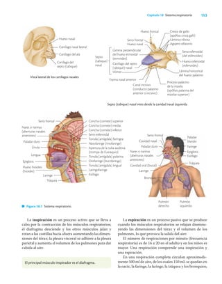 153
Capítulo 18 Sistema respiratorio
La inspiración es un proceso activo que se lleva a
cabo por la contracción de los músculos respiratorios;
el diafragma desciende y los otros músculos jalan y
rotan a las costillas hacia afuera aumentando las dimen-
siones del tórax; la pleura visceral se adhiere a la pleura
parietal y aumenta el volumen de los pulmones para dar
cabida al aire.
La espiración es un proceso pasivo que se produce
cuando los músculos respiratorios se relajan disminu-
yendo las dimensiones del tórax y el volumen de los
pulmones, lo que provoca la salida del aire.
El número de respiraciones por minuto (frecuencia
respiratoria) es de 16 a 20 en el adulto y en los niños es
mayor. Una respiración comprende una inspiración y
una espiración.
En una respiración completa circulan aproximada-
mente 500 ml de aire, de los cuales 150 mL se quedan en
la nariz, la faringe, la laringe, la tráquea y los bronquios;
Septo (tabique) nasal visto desde la cavidad nasal izquierda
Vista lateral de los cartílagos nasales
Figura 18.1 Sistema respiratorio.
El principal músculo inspirador es el diafragma.
Hueso nasal
Cartílago nasal lateral
Cartílago del ala
Cartílago del
septo (tabique)
Seno frontal
Nares o narinas
(aberturas nasales
anteriores)
Paladar duro
Úvula
Lengua
Epiglotis
Hueso hioideo
(hioides)
Tráquea
Laringe
Concha (cornete) superior
Concha (cornete) media
Concha (cornete) inferior
Seno esfenoidal
Tonsila (amígdala) faríngea
Nasofaringe (rinofaringe)
Apertura de la tuba auditiva
(trompa de Eustaquio)
Tonsila (amígdala) palatina
Orofaringe (bucofaringe)
Tonsila (amígdala) lingual
Laringofaringe
Esófago
Seno frontal
Cavidad nasal
Paladar duro
Nares o narinas
(aberturas nasales
anteriores)
Cavidad oral (bucal)
Laringe
Bronquio
Pulmón
derecho
Pulmón
izquierdo
Paladar
blando
Faringe
Epiglotis
Esófago
Tráquea
Lámina horizontal
del hueso palatino
Cresta de gallo
(apófisis crista galli)
Lámina cribosa
Agujero olfatorio
Seno esfenoidal
(del esfenoides)
Hueso esfenoidal
(esfenoides)
Proceso palatino
de la maxila
(apófisis palatina del
maxilar superior)
Canal incisivo
(conducto palatino
anterior o incisivo)
Hueso frontal
Seno frontal
Hueso nasal
Espina nasal anterior
Lámina perpendicular
del hueso etmoidal
(etmoides)
Cartílago del septo
(tabique) nasal
Vómer
Septo
(tabique)
nasal
 