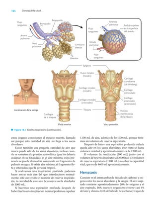 154 Ciencias de la salud
estos órganos constituyen el espacio muerto, llamado
así porque esta cantidad de aire no llega a los sacos
alveolares.
Existe también una pequeña cantidad de aire que
nunca puede salir de los sacos alveolares, incluso cuan-
do se someten a la presión atmosférica (que los debería
colapsar en su totalidad); es el aire mínimo, cuya pre-
sencia se puede demostrar colocando un fragmento de
pulmón en agua. Si existe aire mínimo, el fragmento ﬂo-
ta y esto indica que la persona respiró.
Si realizamos una inspiración profunda podemos
hacer entrar más aire del que introducimos normal-
mente; este aire recibe el nombre de reserva inspirato-
ria; la cantidad de este aire de reserva oscila alrededor
de 3000 mL.
Si hacemos una espiración profunda después de
haber hecho una inspiración normal podemos expulsar
1100 mL de aire, además de los 500 mL, porque tene-
mos un volumen de reserva espiratoria.
Después de hacer una espiración profunda todavía
queda aire en los sacos alveolares; este resto se llama
volumen residual y aproximadamente es de 1200 mL.
El volumen de ventilación (500 mL) junto con el
volumen de reserva inspiratoria (3000 mL) y el volumen
de reserva espiratoria (1100 mL) nos dan la capacidad
vital, que es de 4600 ml aproximadamente.
Hematosis
Consiste en el intercambio de bióxido de carbono y oxí-
geno entre los sacos alveolares y la sangre. El aire inspi-
rado contiene aproximadamente 20% de oxígeno y el
aire espirado, 16%; nuestro organismo retiene casi 4%
del aire y elimina 0.4% de bióxido de carbono y vapor de
Localización de la laringe
Laringe
Vista posterior
Vista anterior
Flujo
sanguíneo
Flujo
sanguíneo
Flujo
sanguíneo
Epiglotis
Hueso hioideo
(hioides)
Cartílago tiroideo
(tiroides)
Cartílago cricoideo
(criocoides)
Tráquea
Figura 18.2 Sistema respiratorio (continuación).
Cartílagos
de la tráquea
Alveolos
Conducto
alveolar
Bronquiolo
Bronquiolo
Arteria
pulmonar
Vena
pulmonar
Cartílago
cuneiforme
(de Wrisberg)
Cartílago
corniculado
Cartílago
aritenoideo
(aritenoides)
Porción
membranosa
de la tráquea
Arteriola
pulmonar Red de capilares
en la superficie
del alveolo
Vénula
pulmonar
 