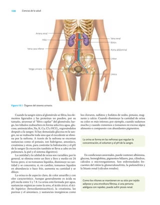 158 Ciencias de la salud
Cuando la sangre entra al glomérulo se ﬁltra; los ele-
mentos ﬁgurados y las proteínas no pueden, por su
tamaño, atravesar el “ﬁltro capilar” del glomérulo; lue-
go, los túbulos reabsorben en forma selectiva agua, glu-
cosa, aminoácidos, Na, K, Ca, Cl y HCO3
, regresándolos
después a la sangre. Si hay demasiada glucosa en la san-
gre, no se reabsorbe toda sino que el excedente se elimi-
na por la nefrona. A través de la nefrona se excretan
sustancias como el potasio, ion hidrógeno, amoníaco,
creatinina y otras, para controlar la hidratación y el pH
de la sangre (la excreción también se lleva a cabo en los
pulmones, la piel y el sistema digestivo).
La cantidad y la calidad de orina son variables; por lo
general, se elimina entre un litro y litro y medio en 24
horas; pero, si no tomamos líquidos, disminuye su can-
tidad y se concentra; si, en cambio, tomamos líquidos
en abundancia o hace frío, aumenta su cantidad y se
diluye.
La orina es de aspecto claro, de color amarillo y con
olor característico. Aunque generalmente es ácida su
pH oscila entre 5 y 7.8. La orina está formada por agua,
sustancias orgánicas como la urea, el ácido úrico, el áci-
do hipúrico (benzoilaminoacético), la creatinina, las
purinas y el amoníaco, y sustancias inorgánicas como
los cloruros, sulfatos y fosfatos de sodio, potasio, mag-
nesio y calcio. Cuando disminuye la cantidad de orina
su color es más intenso; por ejemplo, cuando sudamos
mucho y cuando comemos o tomamos en exceso algún
alimento o compuesto con abundantes pigmentos.
Arteria renal
Hilio
Vena cava inferior
Vejiga urinaria
Figura 19.1 Órganos del sistema urinario.
La orina se forma en las nefronas que regulan la
concentración, el volumen y el pH de la sangre.
Como los riñones se mantienen en su sitio por tejido
adiposo y una envoltura fibrosa, si una persona
adelgaza con rapidez, puede sufrir ptosis renal.
En condiciones anormales, puede contener albúmina,
glucosa, hemoglobina, pigmentos biliares, pus, cilindros,
cálculos o microorganismos. Son enfermedades fre-
cuentes del riñón la glomerulonefritis, la pielonefritis y
la litiasis renal (cálculos renales).
Vena renal
Riñón
Aorta abdominal
Uréter
Uretra
 