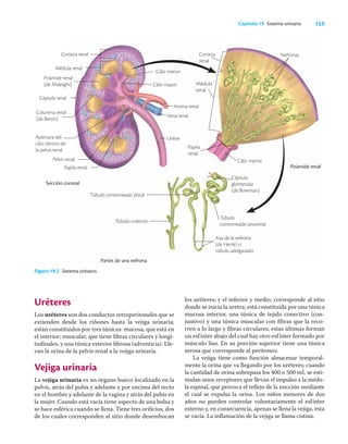 159
Capítulo 19 Sistema urinario
Uréteres
Los uréteres son dos conductos retroperitonales que se
extienden desde los riñones hasta la vejiga urinaria;
están constituidos por tres túnicas: mucosa, que está en
el interior; muscular, que tiene ﬁbras circulares y longi-
tudinales, y una túnica exterior ﬁbrosa (adventicia). Lle-
van la orina de la pelvis renal a la vejiga urinaria.
Vejiga urinaria
La vejiga urinaria es un órgano hueco localizado en la
pelvis, atrás del pubis y adelante y por encima del recto
en el hombre y adelante de la vagina y atrás del pubis en
la mujer. Cuando está vacía tiene aspecto de una bolsa y
se hace esférica cuando se llena. Tiene tres oriﬁcios, dos
de los cuales corresponden al sitio donde desembocan
los uréteres; y el inferior y medio, corresponde al sitio
donde se inicia la uretra; está constituida por una túnica
mucosa interior, una túnica de tejido conectivo (con-
juntivo) y una túnica muscular con ﬁbras que la reco-
rren a lo largo y ﬁbras circulares; estas últimas forman
un esfínter abajo del cual hay otro esfínter formado por
músculo liso. En su porción superior tiene una túnica
serosa que corresponde al peritoneo.
La vejiga tiene como función almacenar temporal-
mente la orina que va llegando por los uréteres; cuando
la cantidad de orina sobrepasa los 400 o 500 mL se esti-
mulan unos receptores que llevan el impulso a la médu-
la espinal, que provoca el reﬂejo de la micción mediante
el cual se expulsa la orina. Los niños menores de dos
años no pueden controlar voluntariamente el esfínter
externo y, en consecuencia, apenas se llena la vejiga, ésta
se vacía. La inﬂamación de la vejiga se llama cistisis.
Figura 19.2 Sistema urinario.
Partes de una nefrona
Sección coronal
Uréter
Arteria renal
Vena renal
Corteza
renal
Nefronas
Médula
renal
Papila
renal
Pirámide renal
Corteza renal
Médula renal
Pirámide renal
(de Malpighi)
Columna renal
(de Bertin)
Cáliz menor
Cáliz mayor
Pelvis renal
Papila renal
Apertura del
cáliz dentro de
la pelvis renal
Cápsula renal
Cáliz menor
Cápsula
glomerular
(de Bowman)
Túbulo contorneado distal
Túbulo
contorneado proximal
Túbulo colector
Asa de la nefrona
(de Henle) o
túbulo adelgazado
 