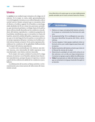 160 Ciencias de la salud
Uretra
La uretra es un conducto que comunica a la vejiga con el
exterior. En la mujer es corta, mide aproximadamente
4 cm de longitud y termina en un oriﬁcio llamado oriﬁcio
uretral externo (meato urinario) que se encuentra entre
el clítoris y el oriﬁcio vaginal. En el hombre es más larga,
mide alrededor de 20 cm y tiene tres porciones: prostáti-
ca, que atraviesa la próstata y se dirige al piso de la pelvis;
tiene oriﬁcios donde desembocan los conductos eyacula-
dores del sistema reproductor y conductos pequeños de
la próstata; membranosa, que se encuentra en el piso de
la pelvis, atrás de la sínﬁsis del pubis y esponjosa o penea-
na, que es la más larga de las tres partes, se encuentra en
el cuerpo esponjoso del pene y termina en el oriﬁcio ure-
tral externo (meato urinario). En la uretra esponjosa des-
embocan los conductos de las glándulas bulbouretrales
(de Cowper) del sistema reproductor.
La uretra está constituida por tres túnicas: una inte-
rior mucosa, otra intermedia de tejido esponjoso muy
vascularizado y una túnica exterior muscular.
En la mujer sirve para conducir la orina de la vejiga
urinaria al exterior y en el hombre además tiene funcio-
nes reproductoras, porque da paso al esperma o semen
a partir de los oriﬁcios de salida de los conductos eyacu-
ladores.
La inﬂamación de la uretra se llama uretritis y es fre-
cuentemente una consecuencia de infecciones de trans-
misión sexual.
Una infección en la uretra que no se trata médicamente
puede ascender por el tracto urinario hasta los riñones.
Actividades
1. Elabora un mapa conceptual del sistema urinario.
En el grupo se comentarán las funciones de cada
uno.
2. Se proyectará la fig. 19.2 o se dibujará en una cartu-
lina para identificar las partes del riñón y de la
nefrona.
3. Formen equipos. Cada equipo explicará cómo se
forma la orina y por cuáles órganos pasa hasta salir
al exterior.
4. Realiza la práctica del sistema urinario que viene en
el Manual de ciencias de la salud.
5. Determina la cantidad y el color de la orina en un
día caluroso y en un día con baja temperatura.
Comenten en grupo a qué se deben las diferencias.
6. Video Se proyectará un video del sistema urinario,
que se comentará en el grupo haciendo hincapié en
su función.
 
