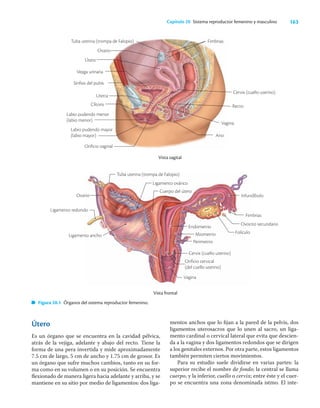 163
Capítulo 20 Sistema reproductor femenino y masculino
Útero
Es un órgano que se encuentra en la cavidad pélvica,
atrás de la vejiga, adelante y abajo del recto. Tiene la
forma de una pera invertida y mide aproximadamente
7.5 cm de largo, 5 cm de ancho y 1.75 cm de grosor. Es
un órgano que sufre muchos cambios, tanto en su for-
ma como en su volumen o en su posición. Se encuentra
ﬂexionado de manera ligera hacia adelante y arriba, y se
mantiene en su sitio por medio de ligamentos: dos liga-
mentos anchos que lo ﬁjan a la pared de la pelvis, dos
ligamentos uterosacros que lo unen al sacro, un liga-
mento cardinal o cervical lateral que evita que descien-
da a la vagina y dos ligamentos redondos que se dirigen
a los genitales externos. Por otra parte, estos ligamentos
también permiten ciertos movimientos.
Para su estudio suele dividirse en varias partes: la
superior recibe el nombre de fondo; la central se llama
cuerpo, y la inferior, cuello o cervix; entre éste y el cuer-
po se encuentra una zona denominada istmo. El inte-
Vista sagital
Vista frontal
Infundíbulo
Figura 20.1 Órganos del sistema reproductor femenino.
Tuba uterina (trompa de Falopio)
Útero
Vejiga urinaria
Ovario
Cervix (cuello uterino)
Recto
Vagina
Fimbrias
Sínfisis del pubis
Clítoris
Uretra
Labio pudendo menor
(labio menor)
Labio pudendo mayor
(labio mayor)
Orificio vaginal
Ano
Ovario
Tuba uterina (trompa de Falopio)
Ligamento ovárico
Cuerpo del útero
Ligamento redondo
Ligamento ancho
Endometrio
Miometrio
Perimetrio
Cervix (cuello uterino)
Orificio cervical
(del cuello uterino)
Vagina
Ovocito secundario
Folículo
Fimbrias
 