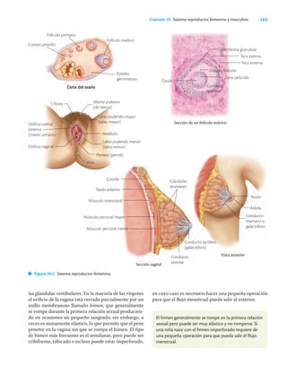 165
Capítulo 20 Sistema reproductor femenino y masculino
las glándulas vestibulares. En la mayoría de las vírgenes
el oriﬁcio de la vagina está cerrado parcialmente por un
anillo membranoso llamado himen, que generalmente
se rompe durante la primera relación sexual producien-
do en ocasiones un pequeño sangrado; sin embargo, a
veces es sumamente elástico, lo que permite que el pene
penetre en la vagina sin que se rompa el himen. El tipo
de himen más frecuente es el semilunar, pero puede ser
cribiforme, tabicado e incluso puede estar imperforado,
en cuyo caso es necesario hacer una pequeña operación
para que el ﬂujo menstrual pueda salir al exterior.
Corte del ovario
Epitelio
germinativo
Folículo primario
Cuerpo amarillo
Vista anterior
Sección de un folículo ovárico
Líquido folicular
Cumulus
ovaricus
Membrana granulosa
Zona pelúcida
Sección sagital
Figura 20.2 Sistema reproductor femenino.
El himen generalmente se rompe en la primera relación
sexual pero puede ser muy elástico y no romperse. Si
una niña nace con el himen imperforado requiere de
una pequeña operación para que pueda salir el flujo
menstrual.
Folículo maduro
Monte pubiano
(de Venus)
Labio pudendo mayor
(labio mayor)
Vestíbulo
Labio pudendo menor
(labio menor)
Perineo (periné)
Ano
Clítoris
Orificio uretral
externo
(meato urinario)
Orificio vaginal
Costilla
Tejido adiposo
Músculo intercostal
Músculo pectoral mayor
Músculo pectoral menor
Glándulas
alveolares
Conducto
alveolar
Conducto lactífero
(galactóforo)
Pezón
Aréola
Conducto
mamario o
galactóforo
Teca interna
Teca externa
Óvulo
 